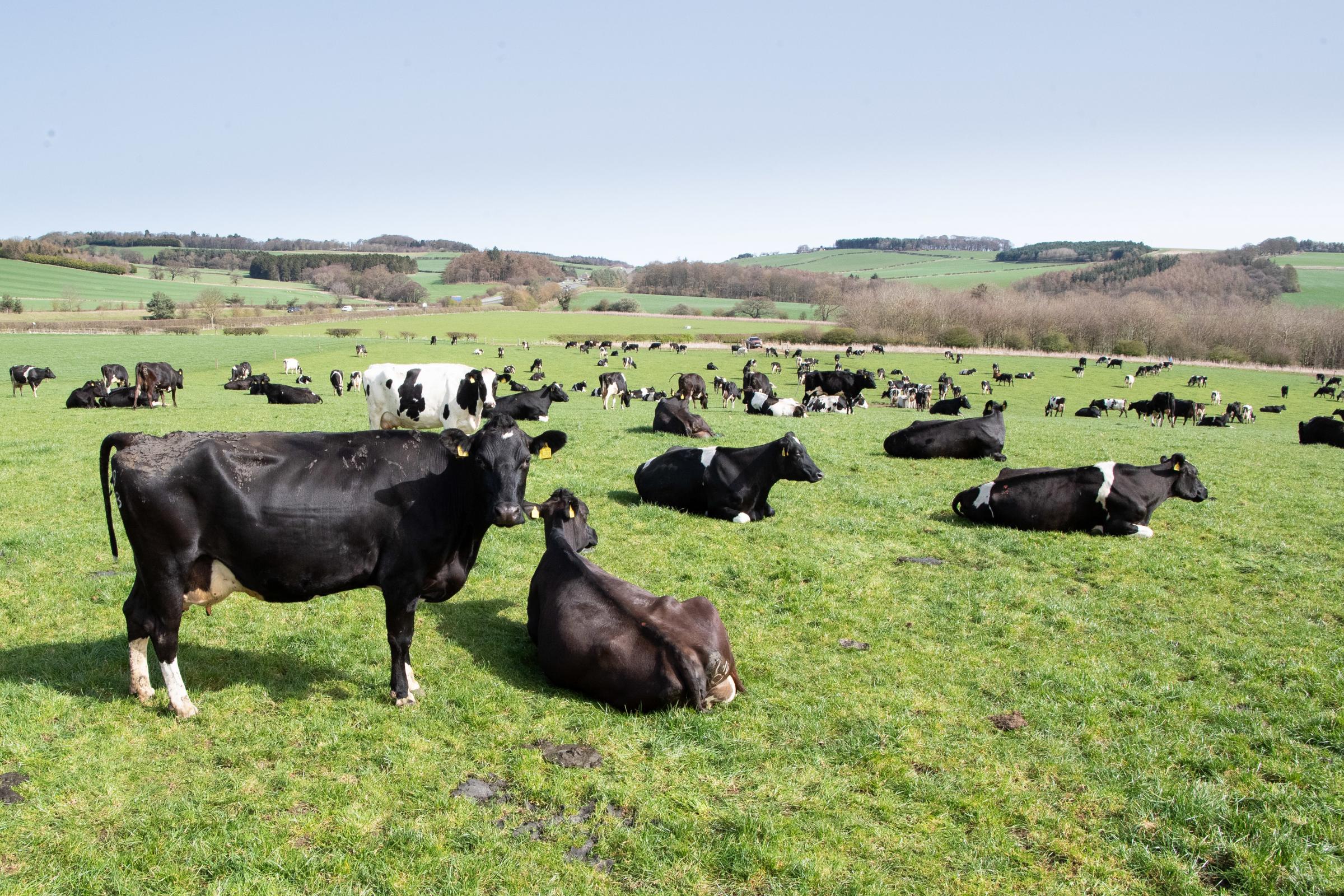 Pictured this week – tghe cows are out and all three farms runs by the Craigs operate a similar system of herds based on New Zealand genetics, with the emphasis on the production of milk solids from a grass-based diet Ref:RH300321203