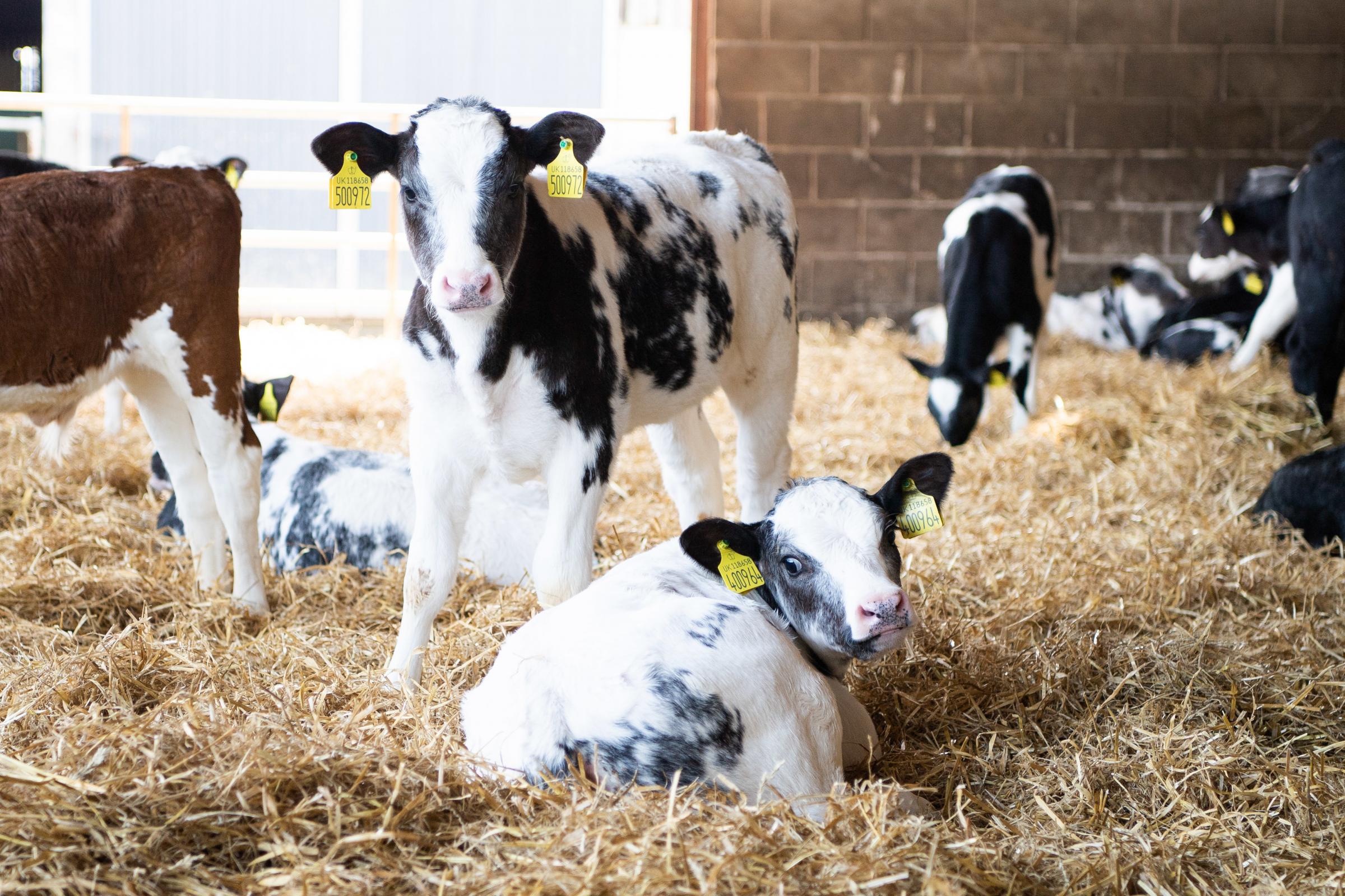 All sexed semen replacement heifers are born in the first three weeks of the spring block calving period, with the remainder of the calves being British Blue, Hereford, Angus or Wagyu crosses Ref:RH300321210