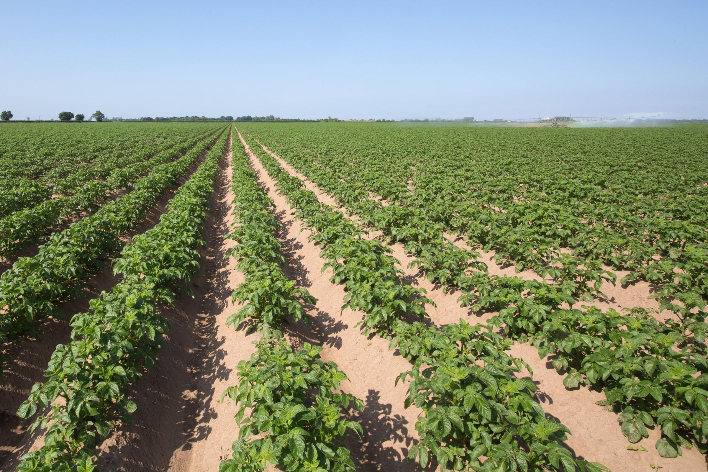 Potatoes were under heat stress for quite long periods in 2020