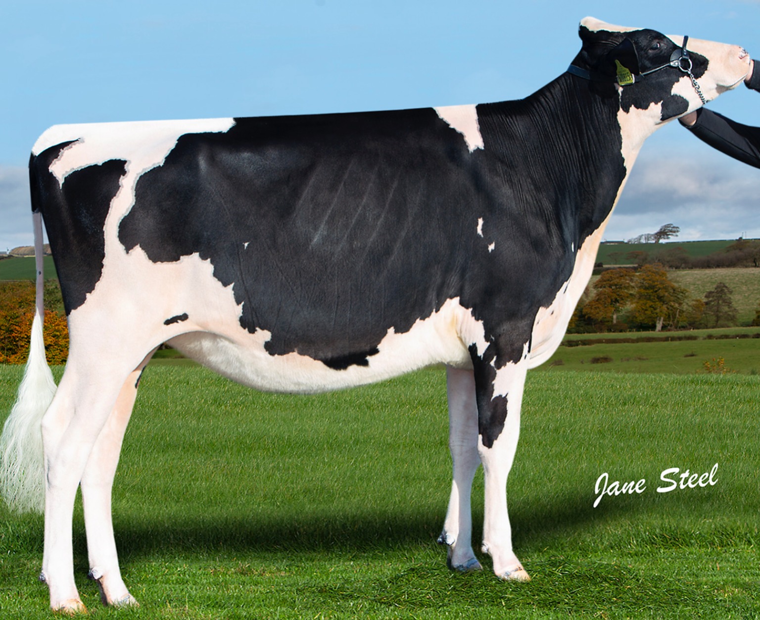 The most successful home-bred animal, Nethervalley Kingpin Sara, who sold for 10,000gns at the Black and White sale in 2019
