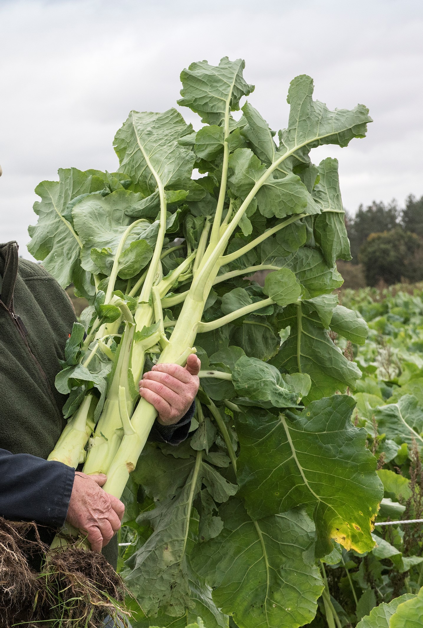 Bombardier kale: softer, more digestible stems improve the ME, feed value and utilisation of kale