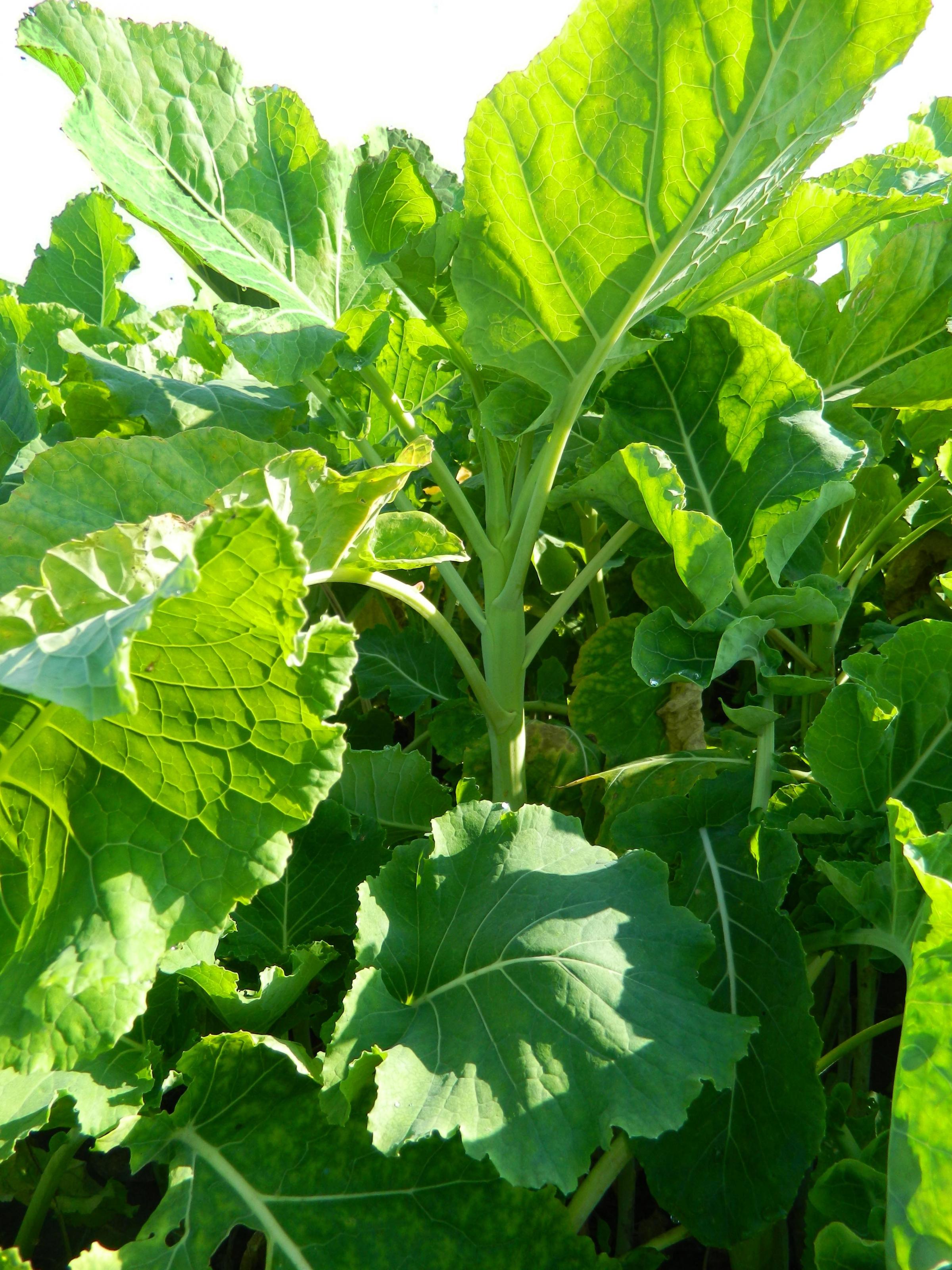 Bombardier, new kale variety from Limagrain with leaf and stem appeal