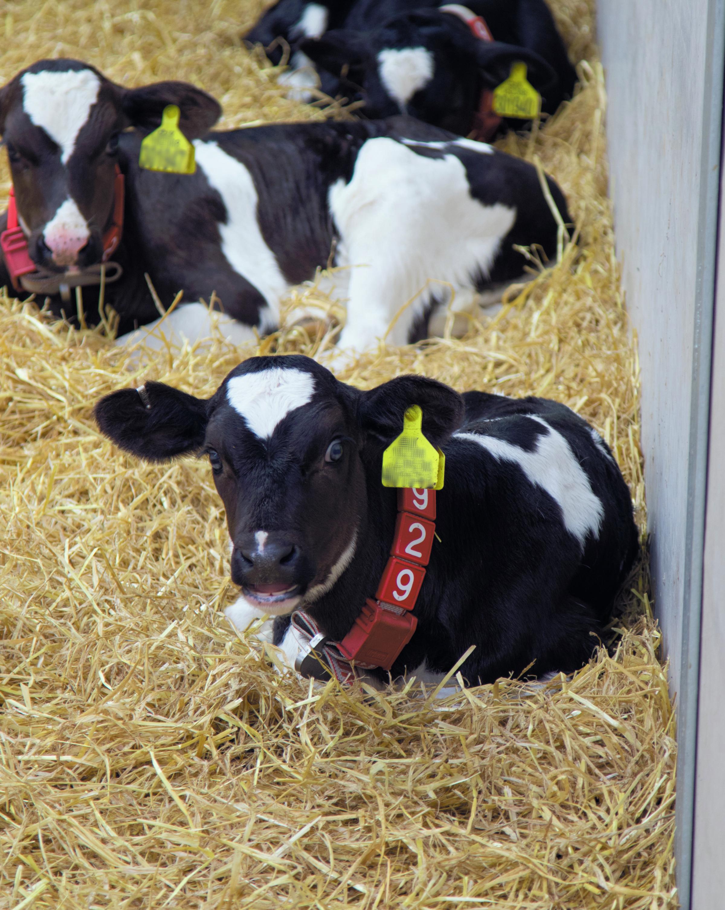 During the first two months of its life, a dairy heifer calf is able to turn 100g of feed into 50g of growth, but as the animal ages this diminishes steadily