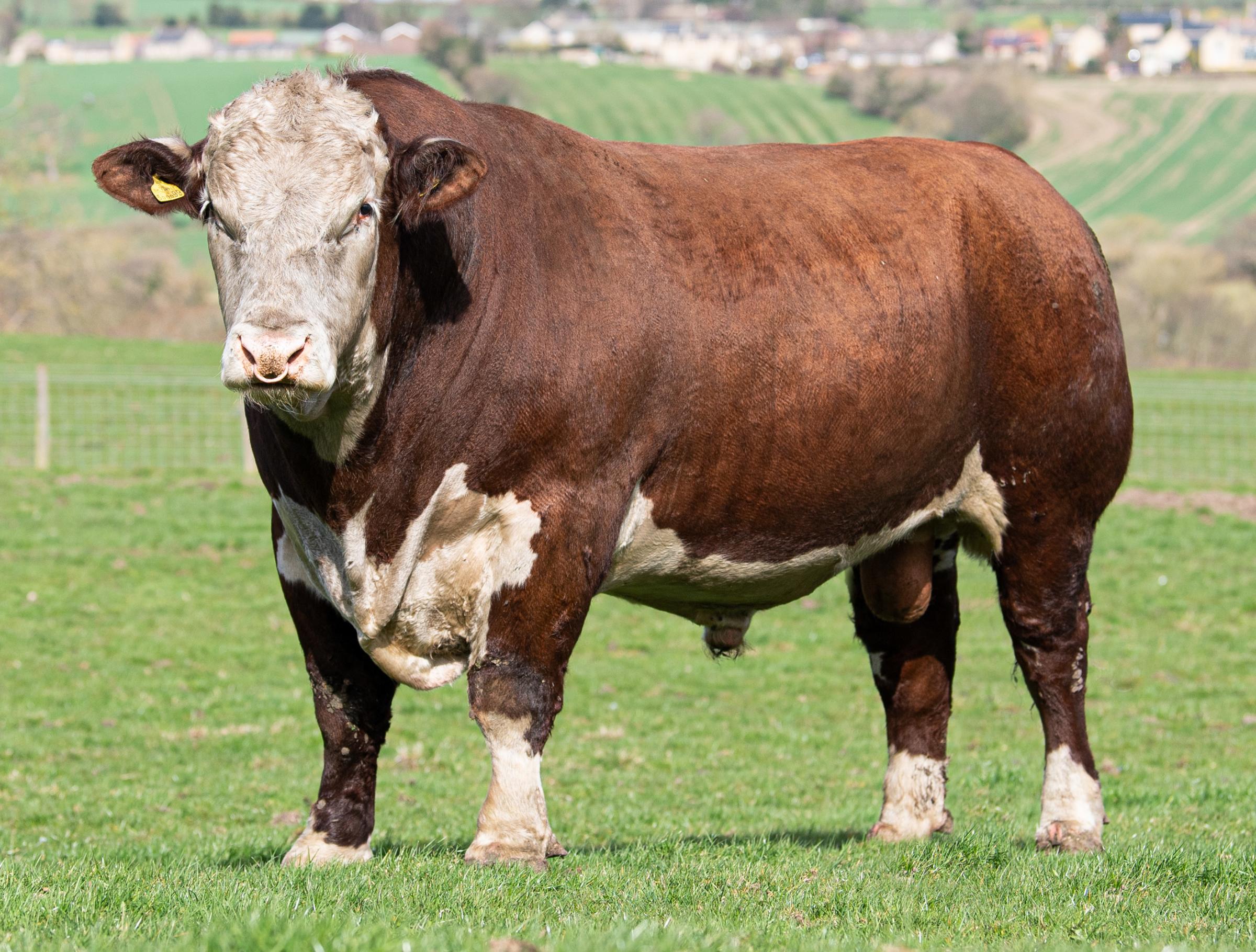 The Moralee herd is the current National Hereford Show Herd of the Year, an accolade it holds since 2019 and the last staging of the event pre-covid restrictions, Moralee 1 Rebel Kicks KS R12 was named Joint Polled Bull of the Year Ref:RH300321194 Rob