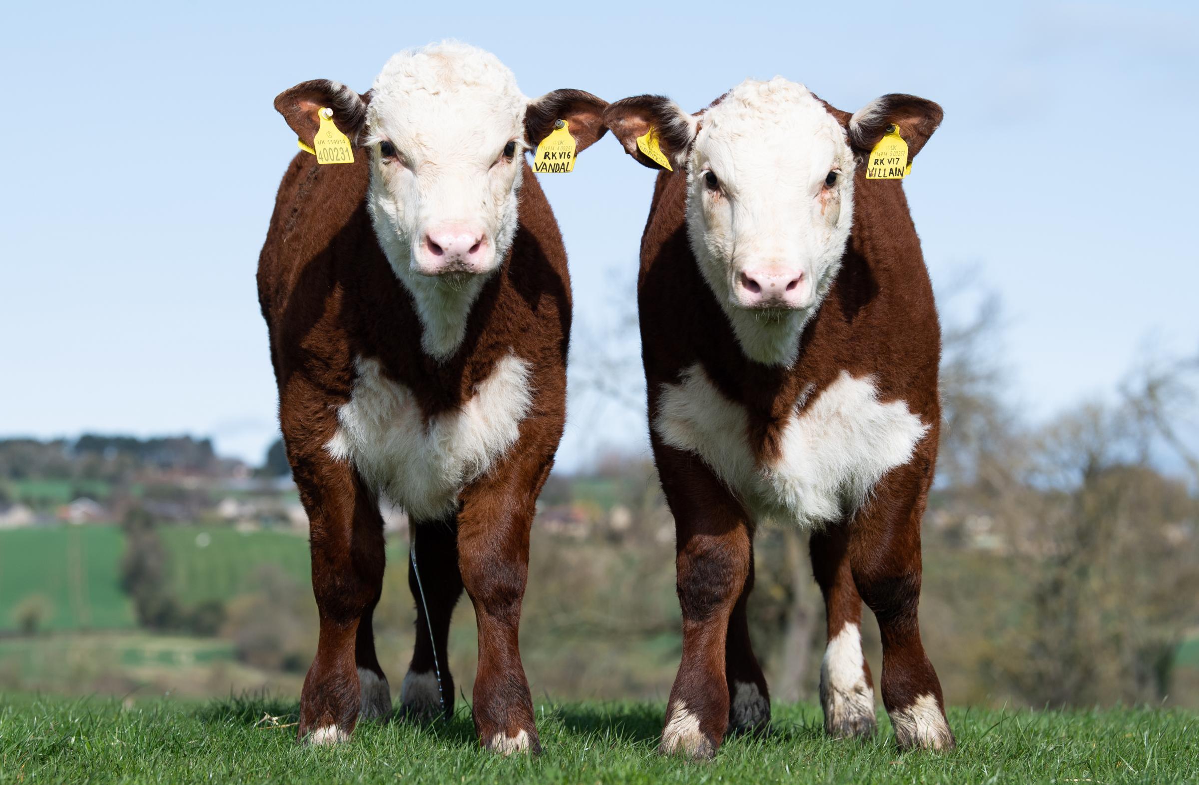 Vandal and Villan two of the bull calves sired by Rebel Kicks Ref:RH300321191 Rob Haining / The Scottish Farmer...