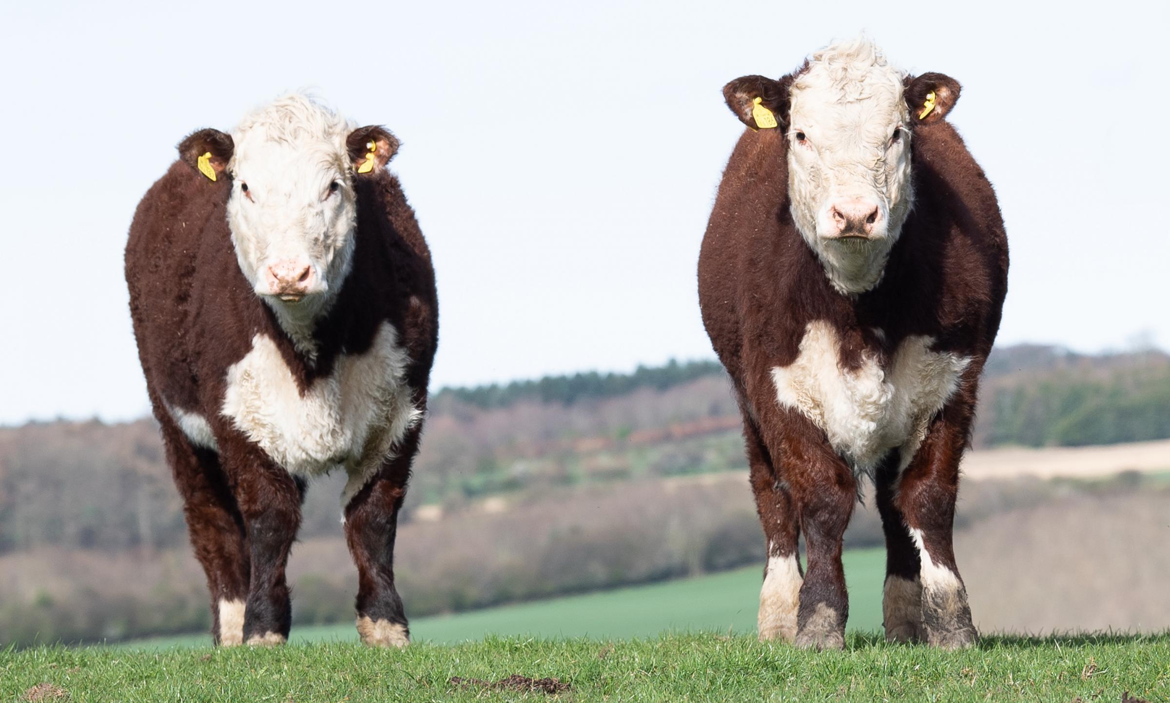June born emybro calves from Moralee 1 Kylie Ref:RH300321184 Rob Haining / The Scottish Farmer...