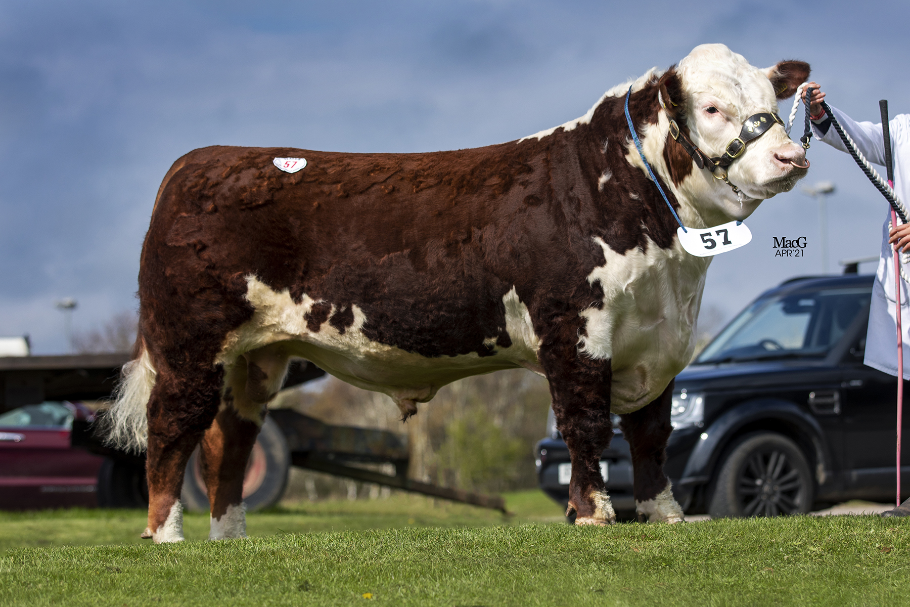 Scottish breeders, George and Sophie Harvey, sold their best for 6400gns 