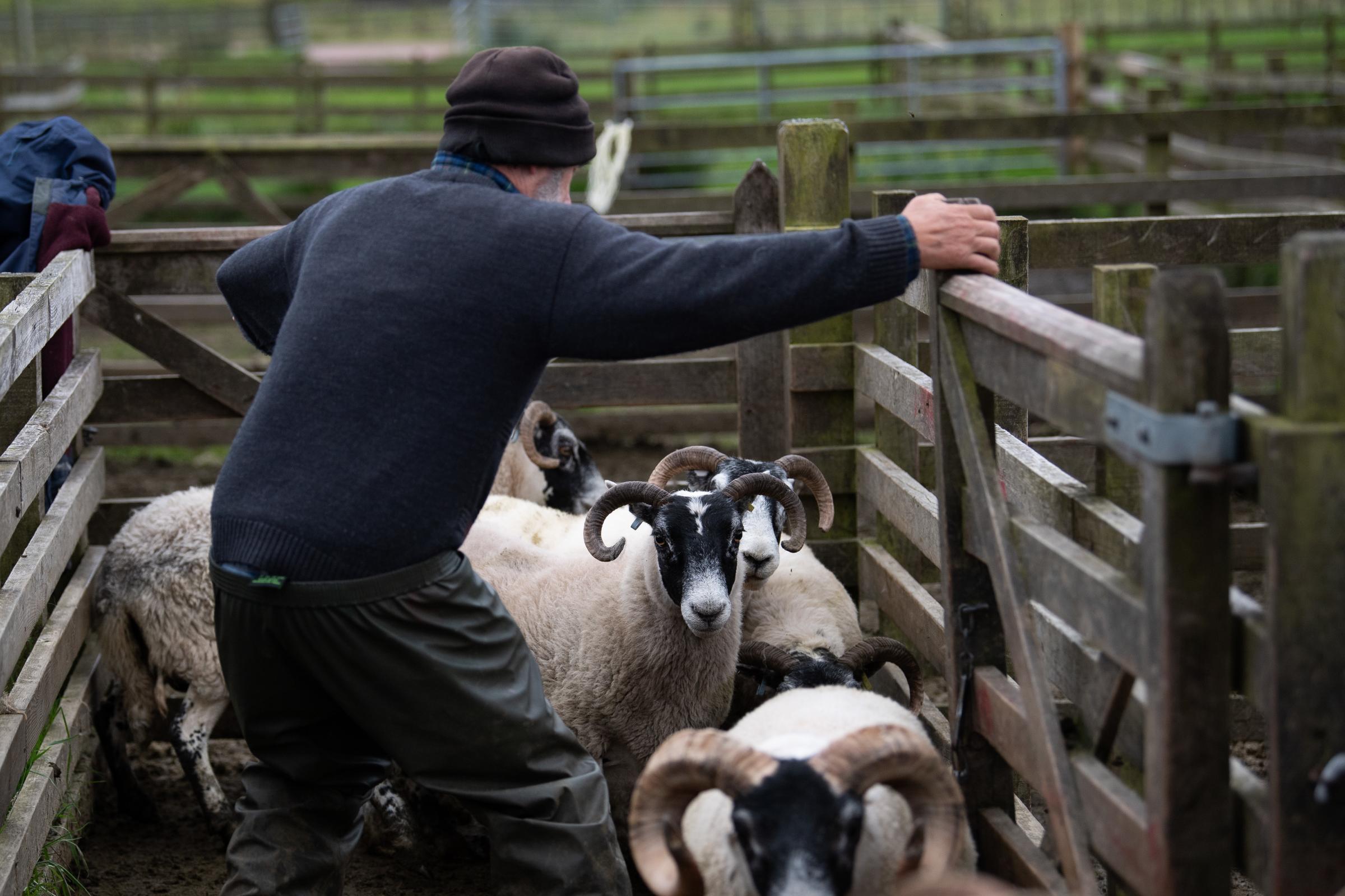 Scottish farmers and crofters are encouraged to seek RSABIs services if they or someone they know is struggling (Rob Haining / The Scottish Farmer)