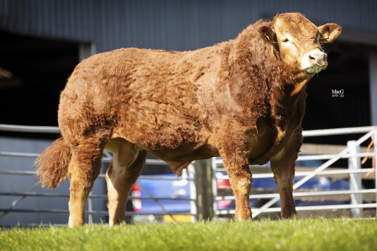 Maraiscote Phil topped the Limousins last year online at £15,000