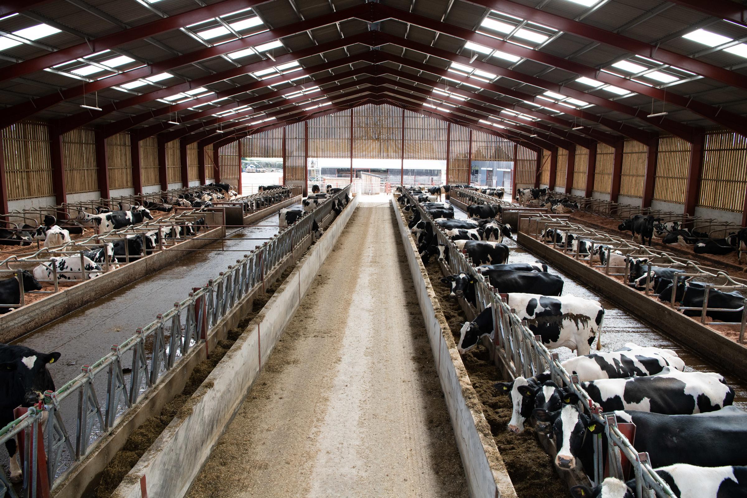Dairy being the primary focus in the business, Housed all year round, the cows are split into three milking groups – high, medium and low and calving all year round Ref:RH120421256 Rob Haining / The Scottish Farmer...
