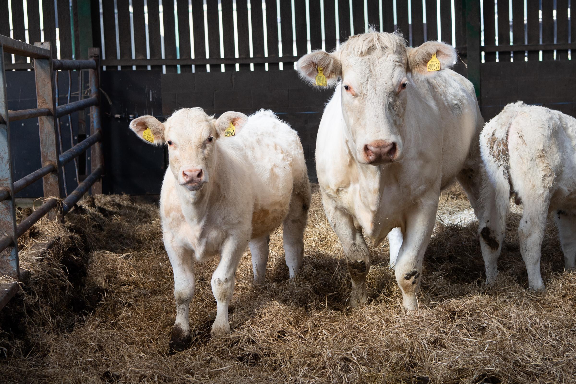 Balmyle and Balthayock were the core herds from which the Charolais herd was stocked post FMD Ref:RH200421316 Rob Haining / The Scottish Farmer...