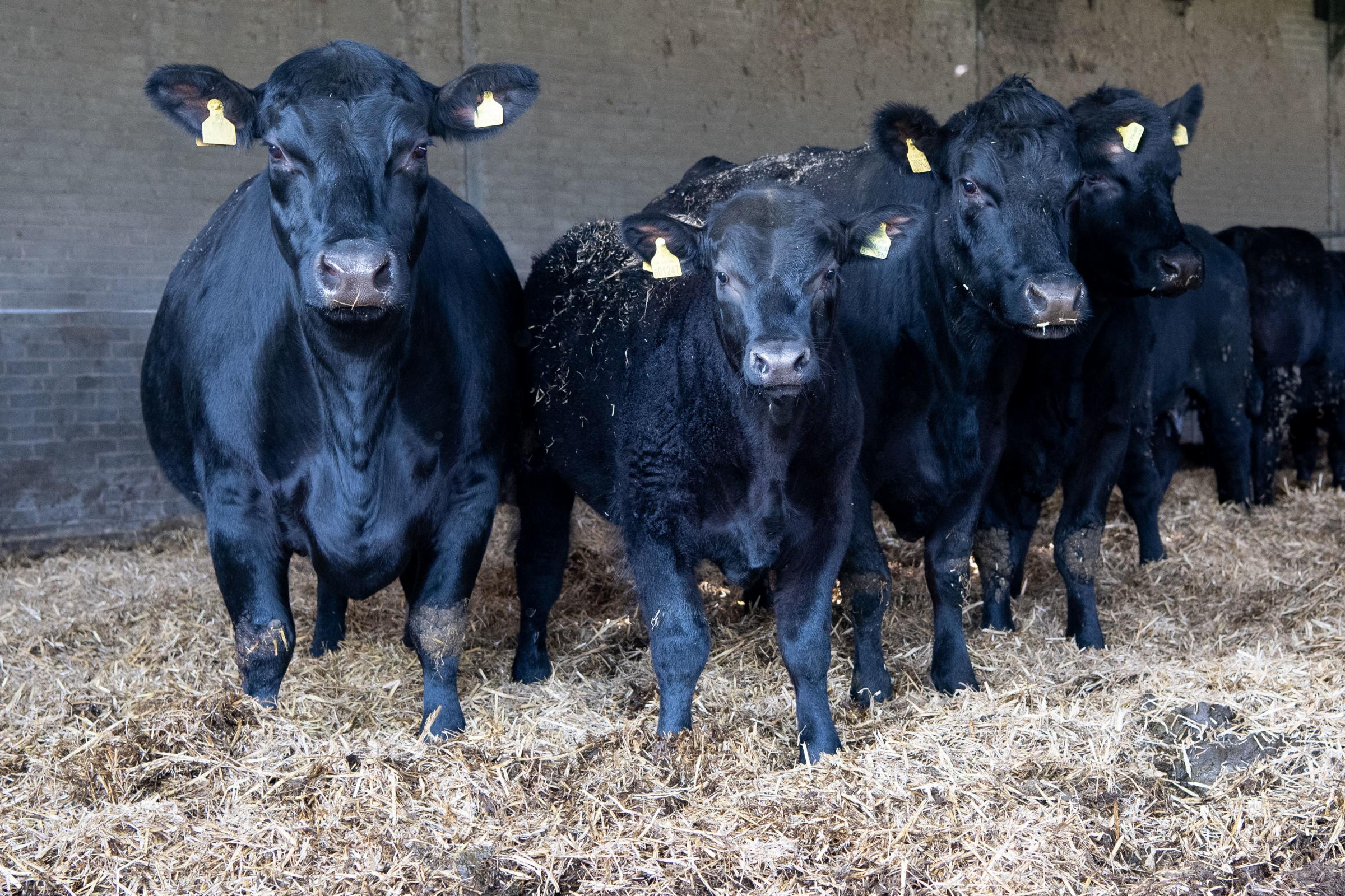 Gretnahouse has thirty five pedigree Aberdeen Angus plus followers, calving in the Spring and the Autumn Ref:RH200421314 Rob Haining / The Scottish Farmer...
