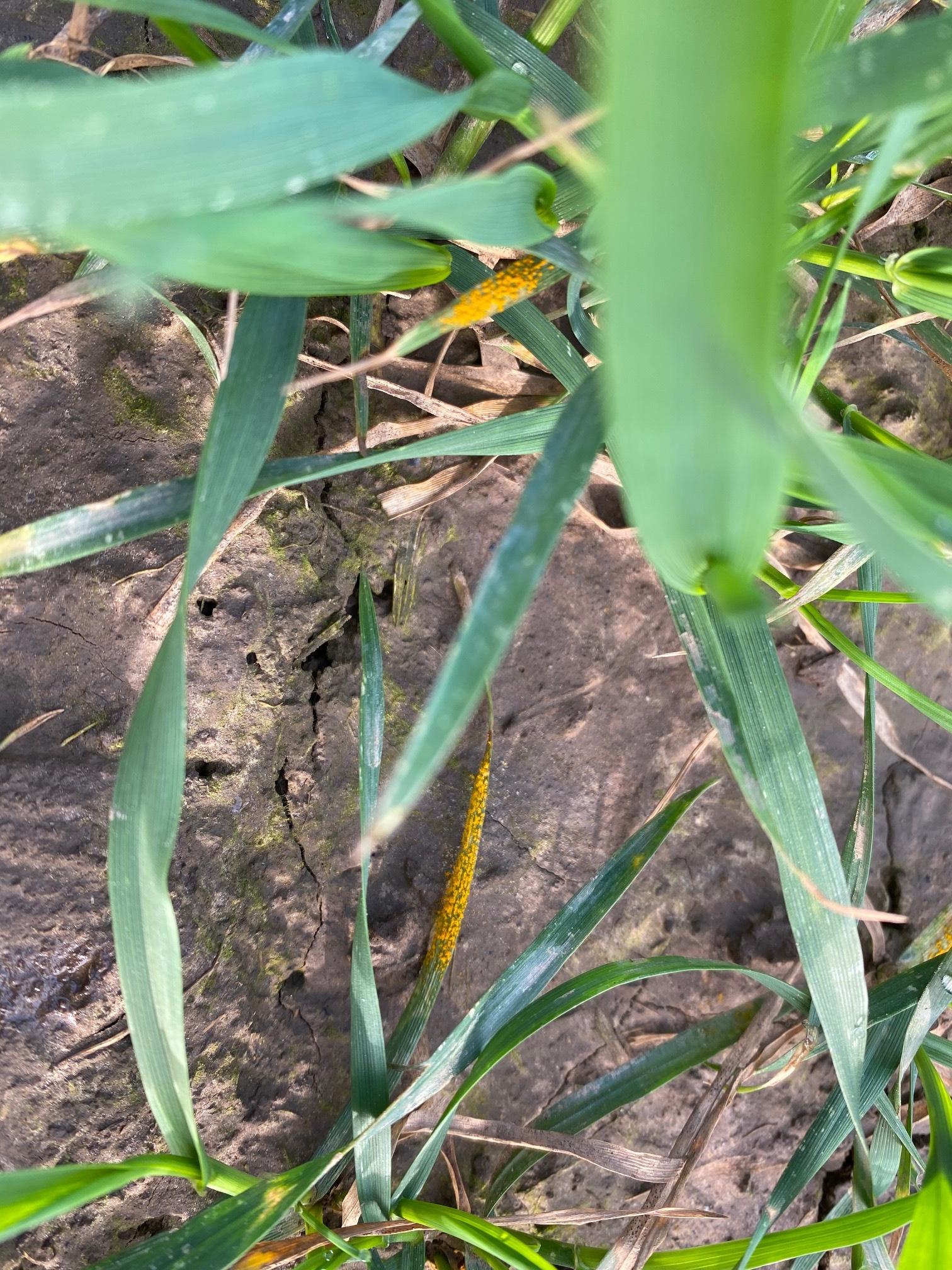 Yellow rust on the lower leaves pictured earlier this month at the Long Sutton test site