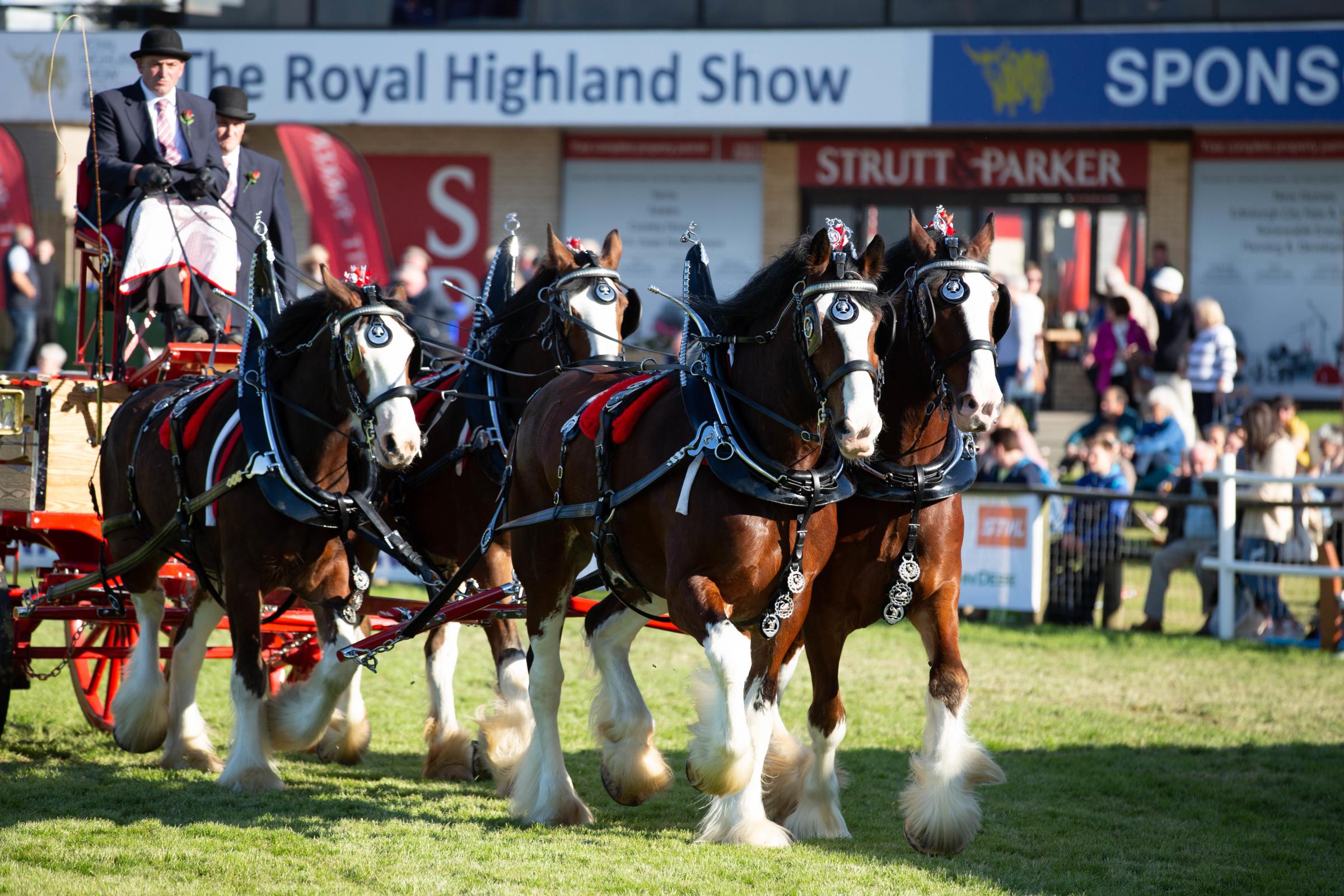 Equestrian entries open for Royal Highland Showcase - Vimarsana News