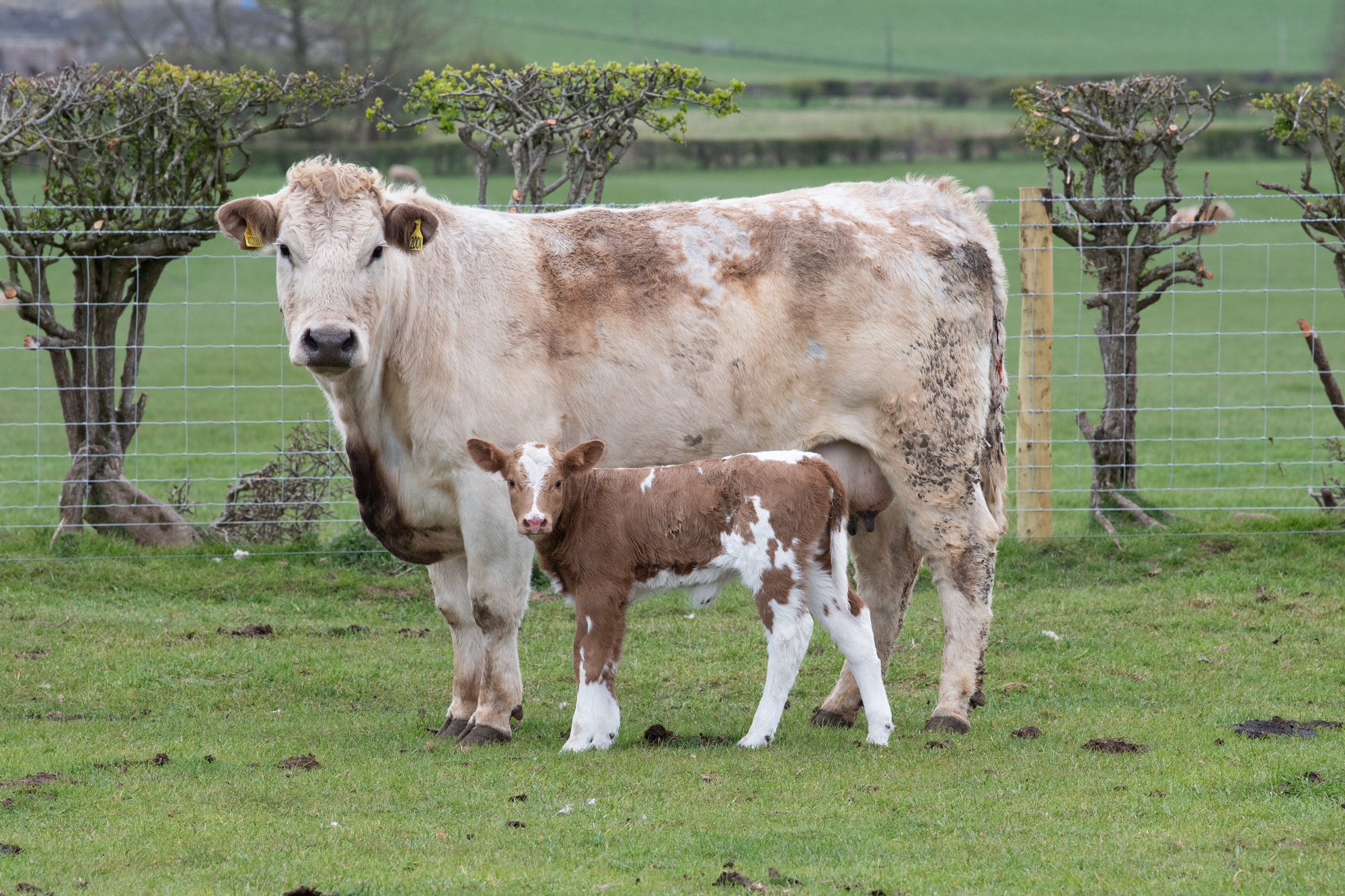 one of the Charolais cross cows with her Shorthorn sired calf Ref:RH280421268 Rob Haining / The Scottish Farmer