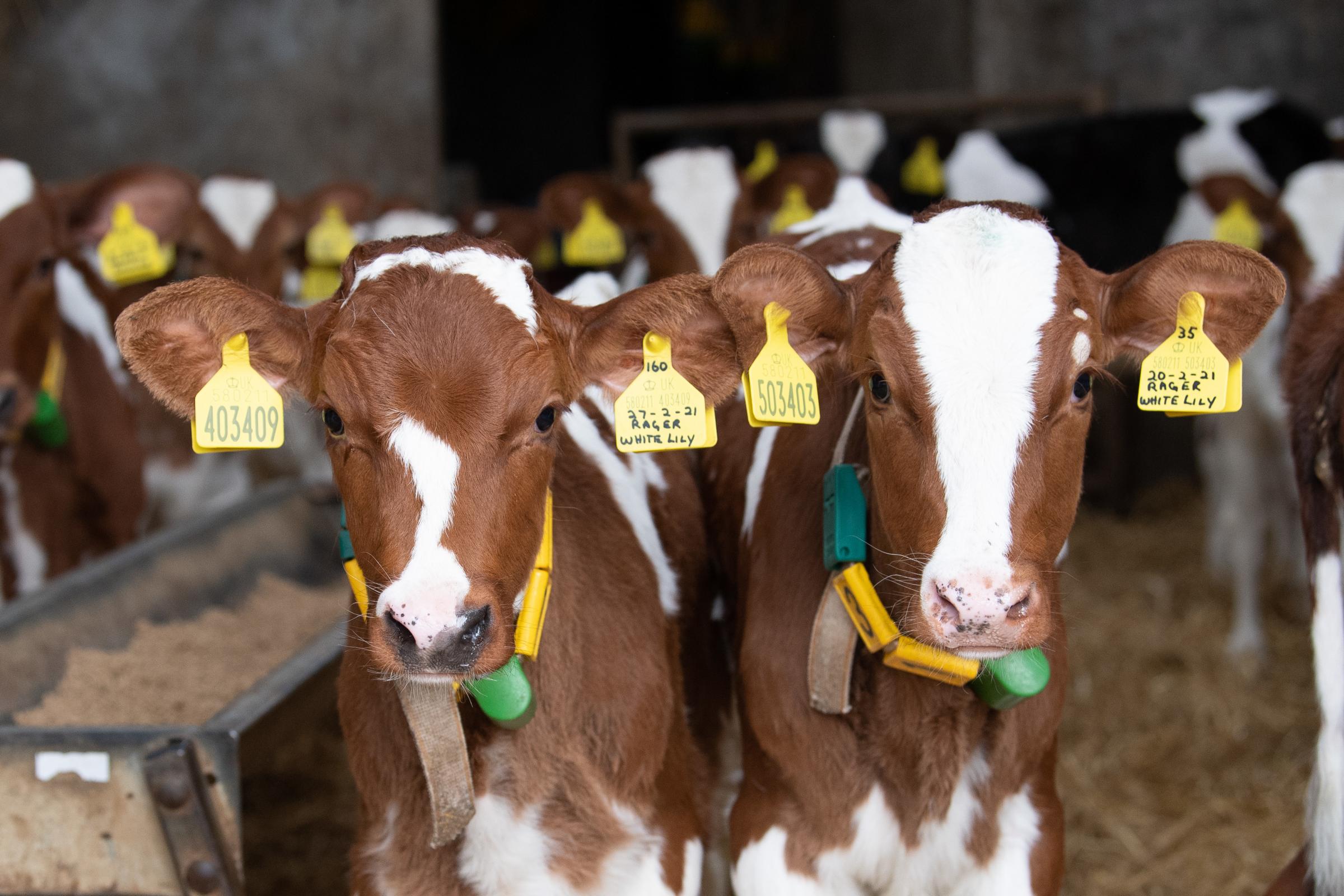 Sexed semen is used on the top 60 cows and maiden heifers. In recent years, all the best dairy heifers have been retained on farm – hence the reduction sale in July Ref:RH260421347 Rob Haining / The Scottish Farmer...