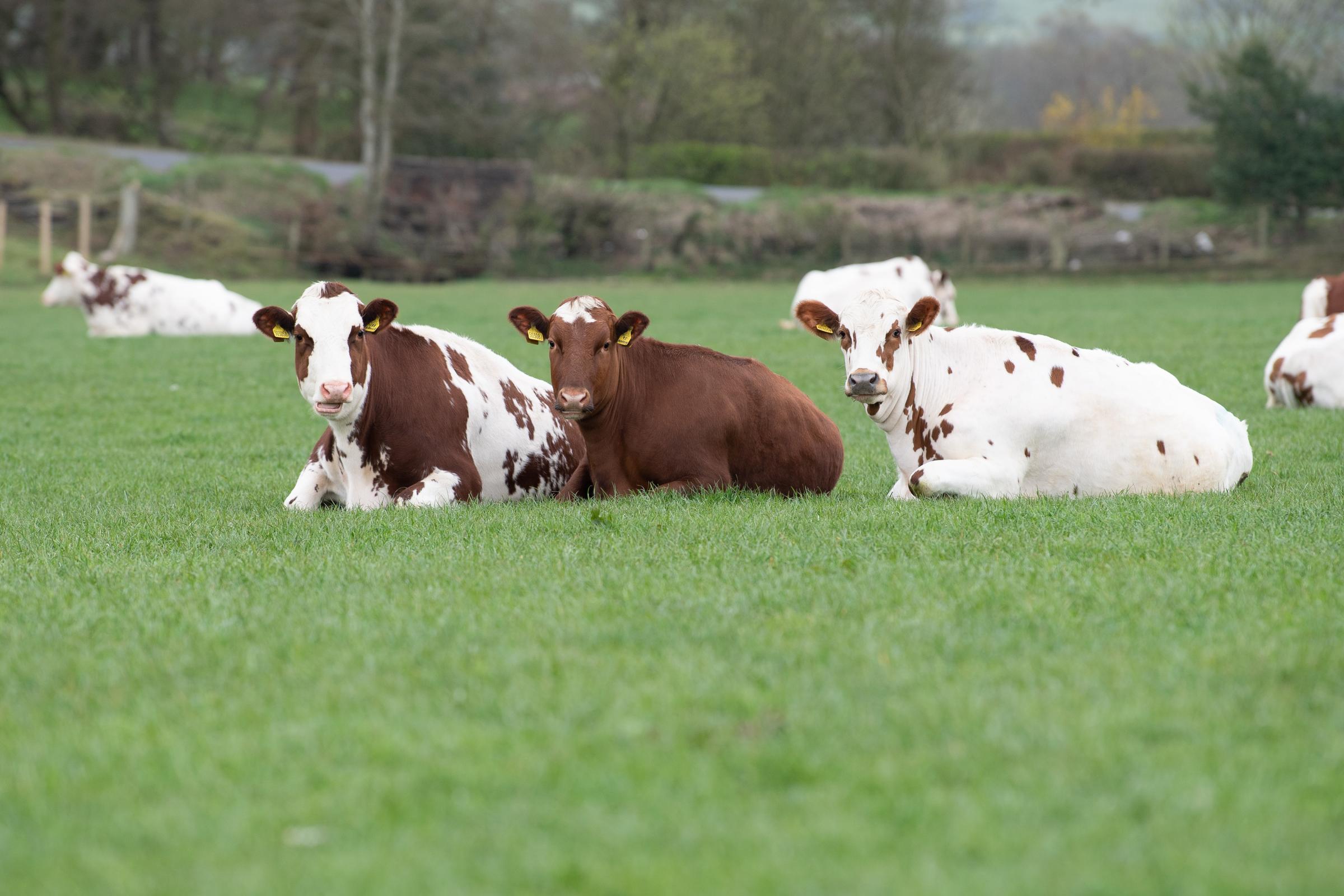 18 month in-calf heifers out at grass, due to calve at 24 months Ref:RH260421333 Rob Haining / The Scottish Farmer...