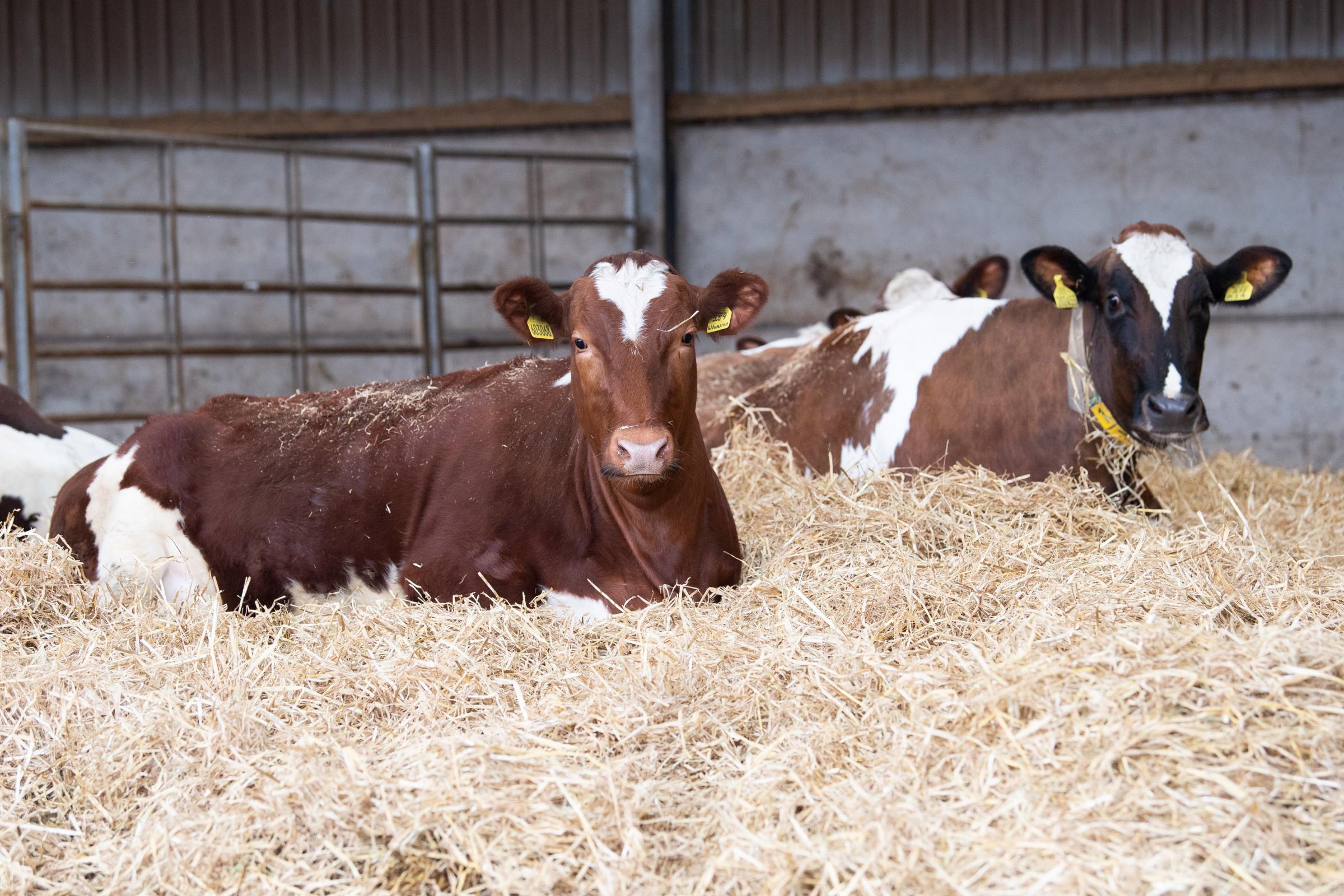 Calving all year round with a 383 calving interval ,Cows are dried off 50 days before calving onto a mostly straw-based ration, with a special pre-calving concentrate plus mineral mix provided two weeks prior to giving birth Ref:RH260421339 Rob
