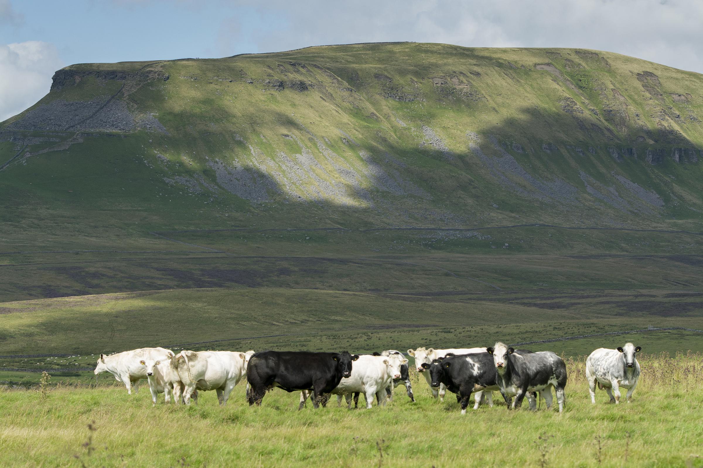 The Greystones herd of pedigree British Blue cattle on upland pasture in North Yorkshire, with Penyghent in background