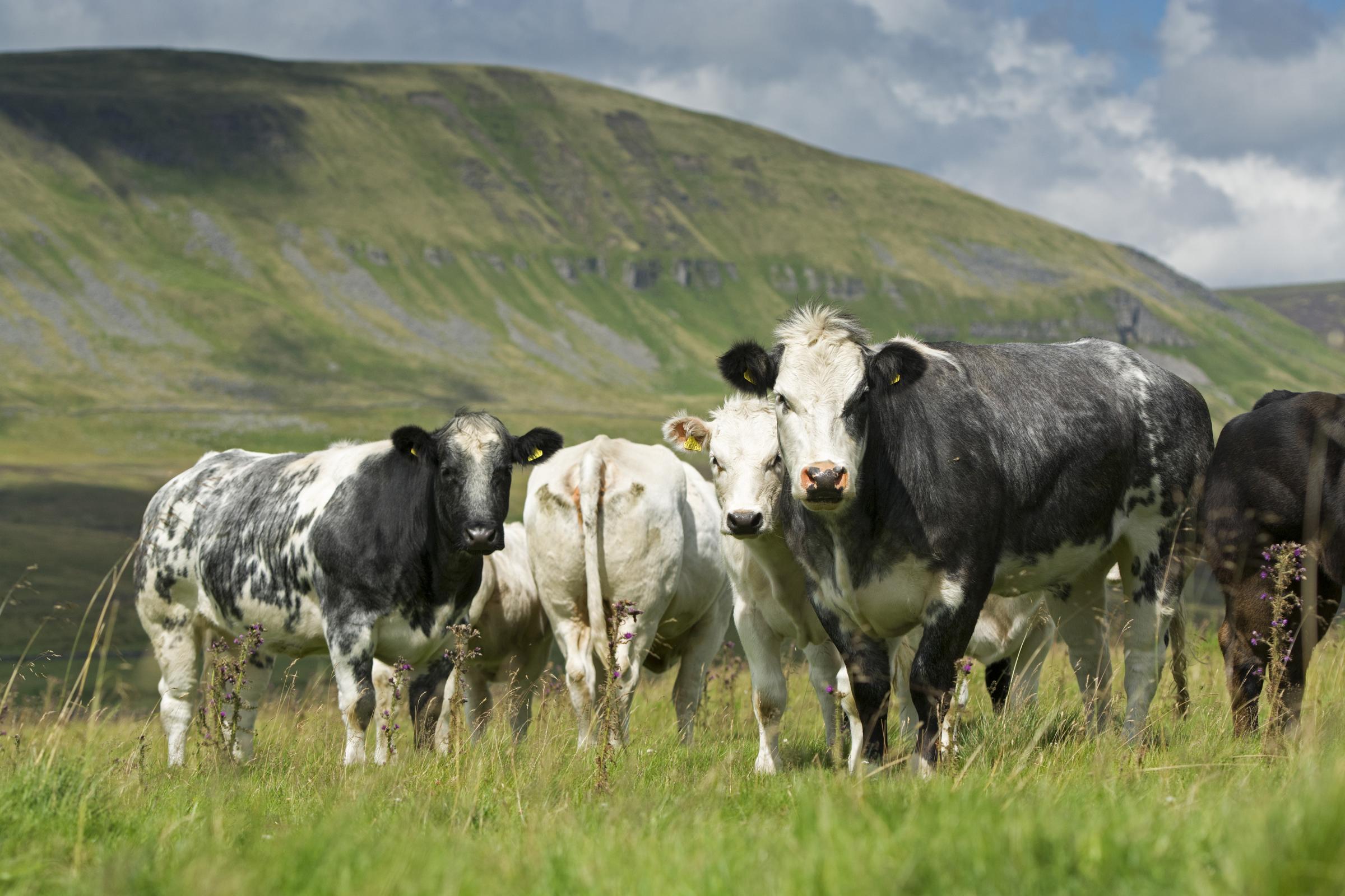 The Greystones herd of British Blues thriving on upland pasture