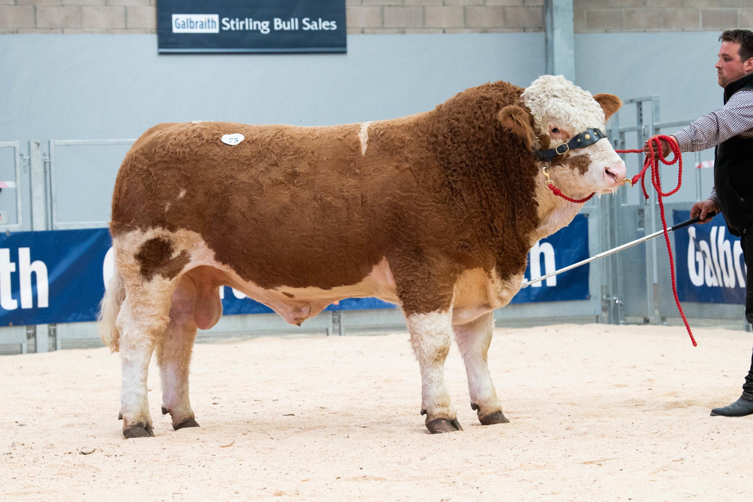 Lead priced Simmental at 9500gns was Denizes Knockout from MA Barlow Ref:RH020521002 Rob Haining / The Scottish Farmer...