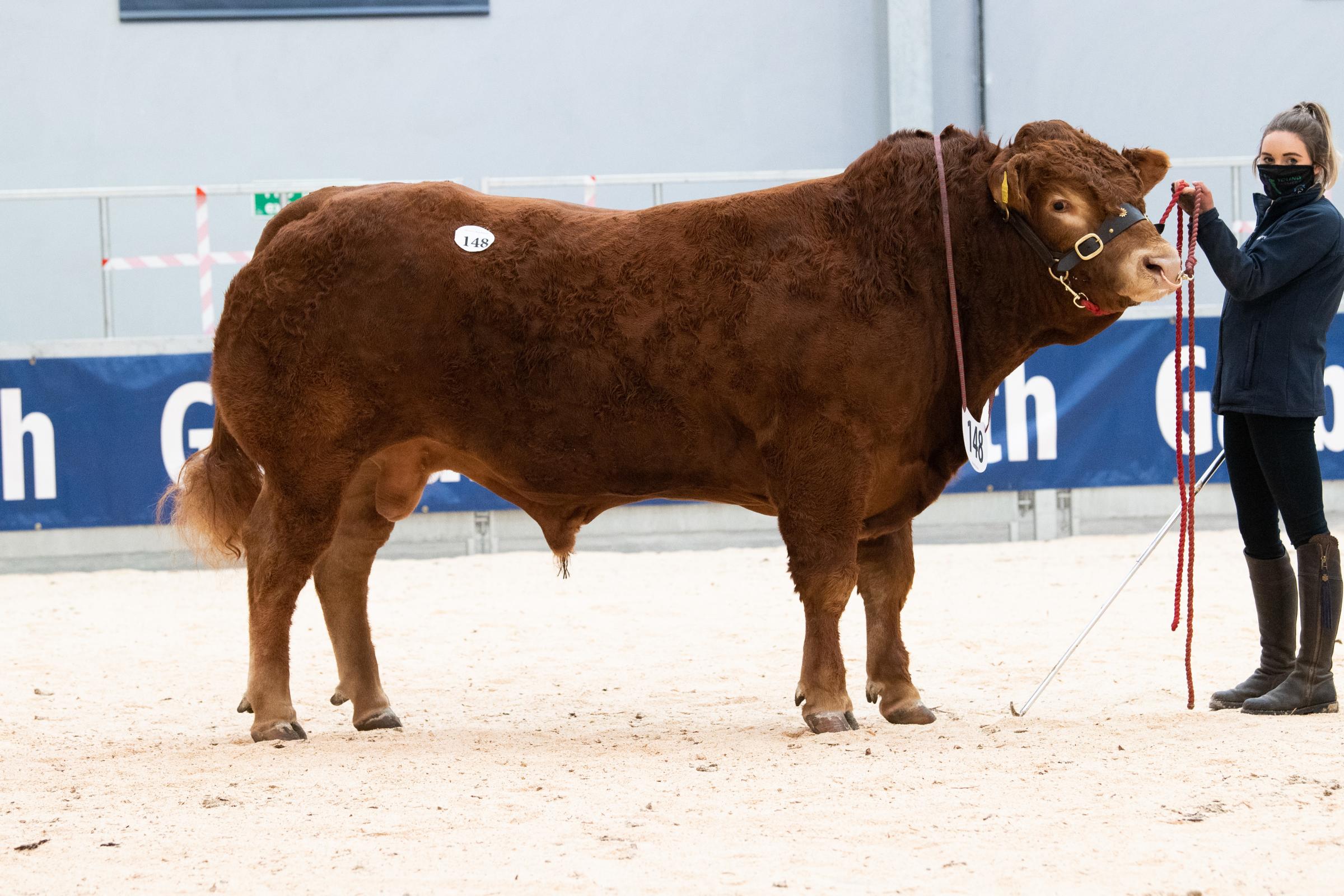  Maraiscote Paragon from the Nimmo family sold for 7500gns Ref:RH030521021 Rob Haining / The Scottish Farmer...