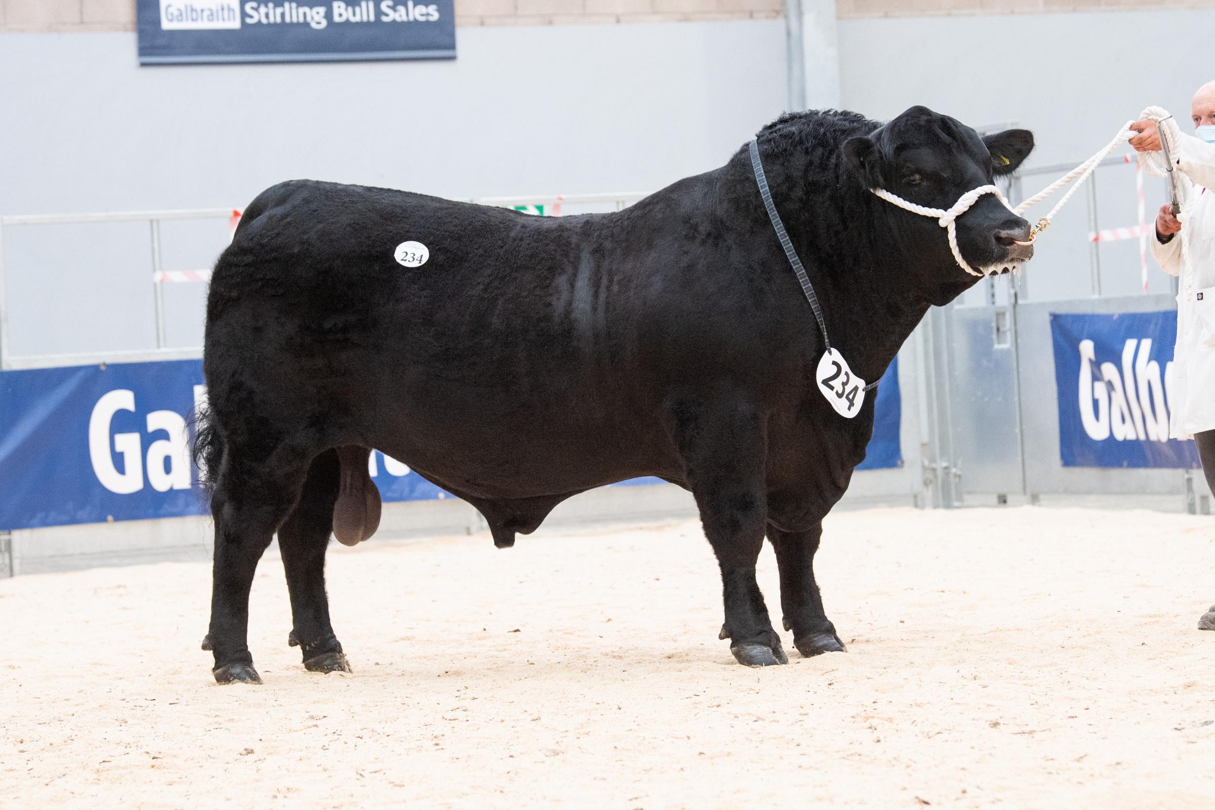 Cardona Jewel Eric from Robbie Galloway sold for 7200gns Ref:RH030521028 Rob Haining / The Scottish Farmer...