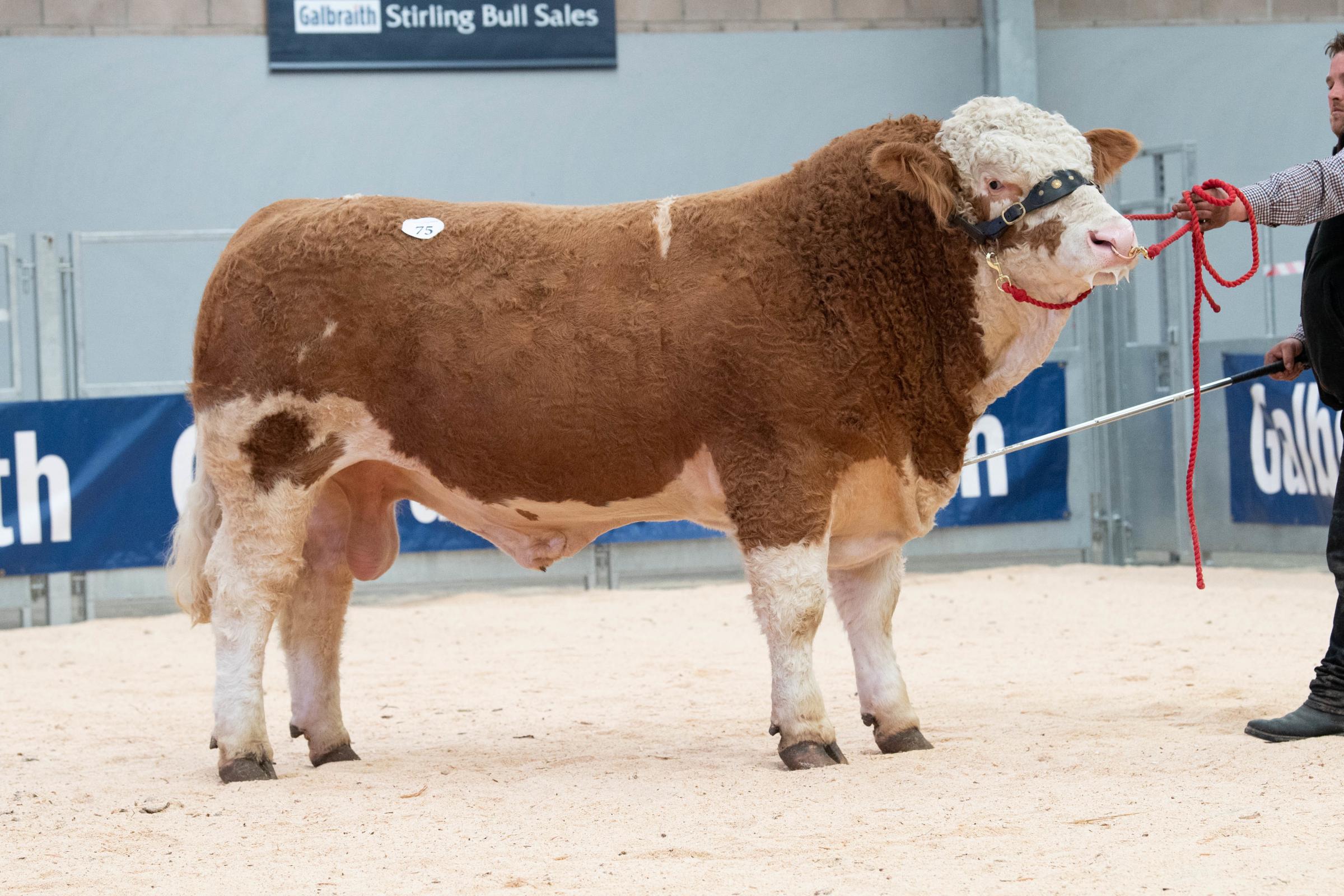 Denizie Knockout from MA Barlow sold for 9500gns Ref:RH020521013 Rob Haining / The Scottish Farmer...