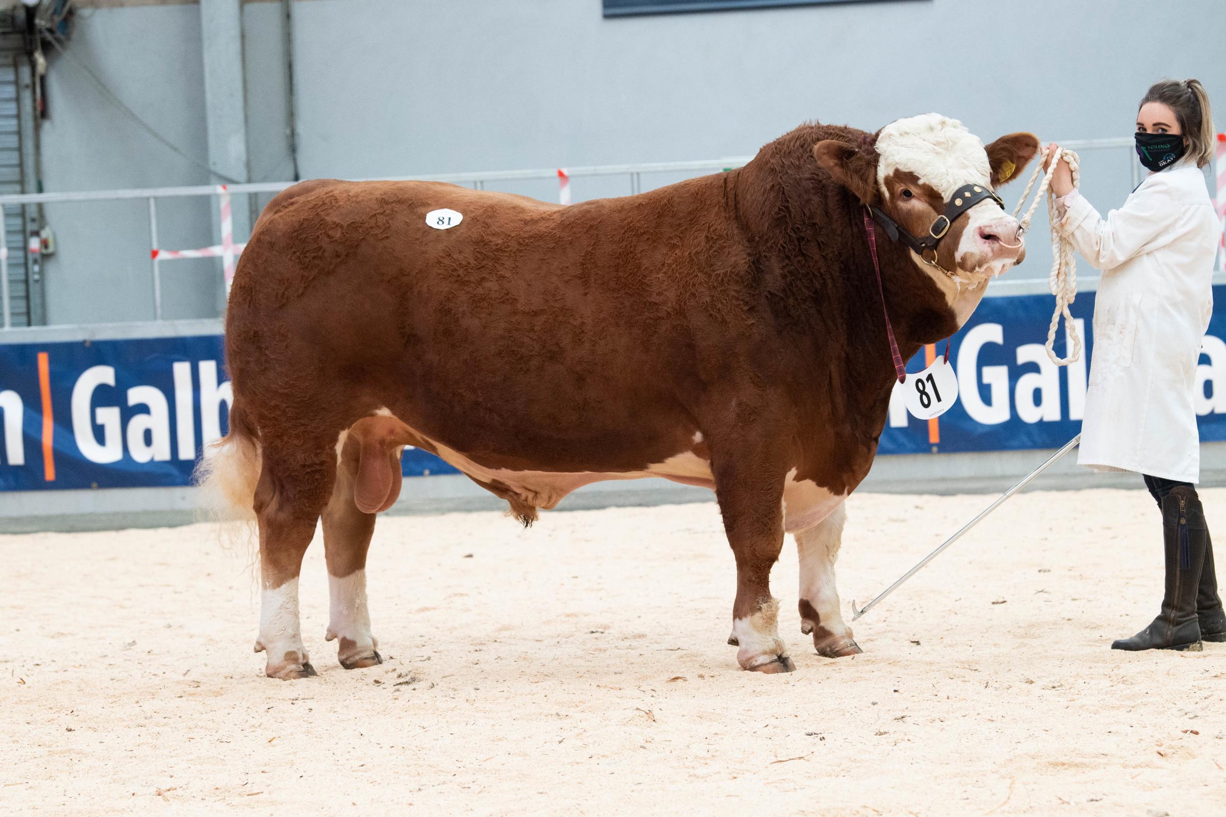 Roma Kinetic from RS and ME Weatherup sold for 8000gns Ref:RH020521015 Rob Haining / The Scottish Farmer...