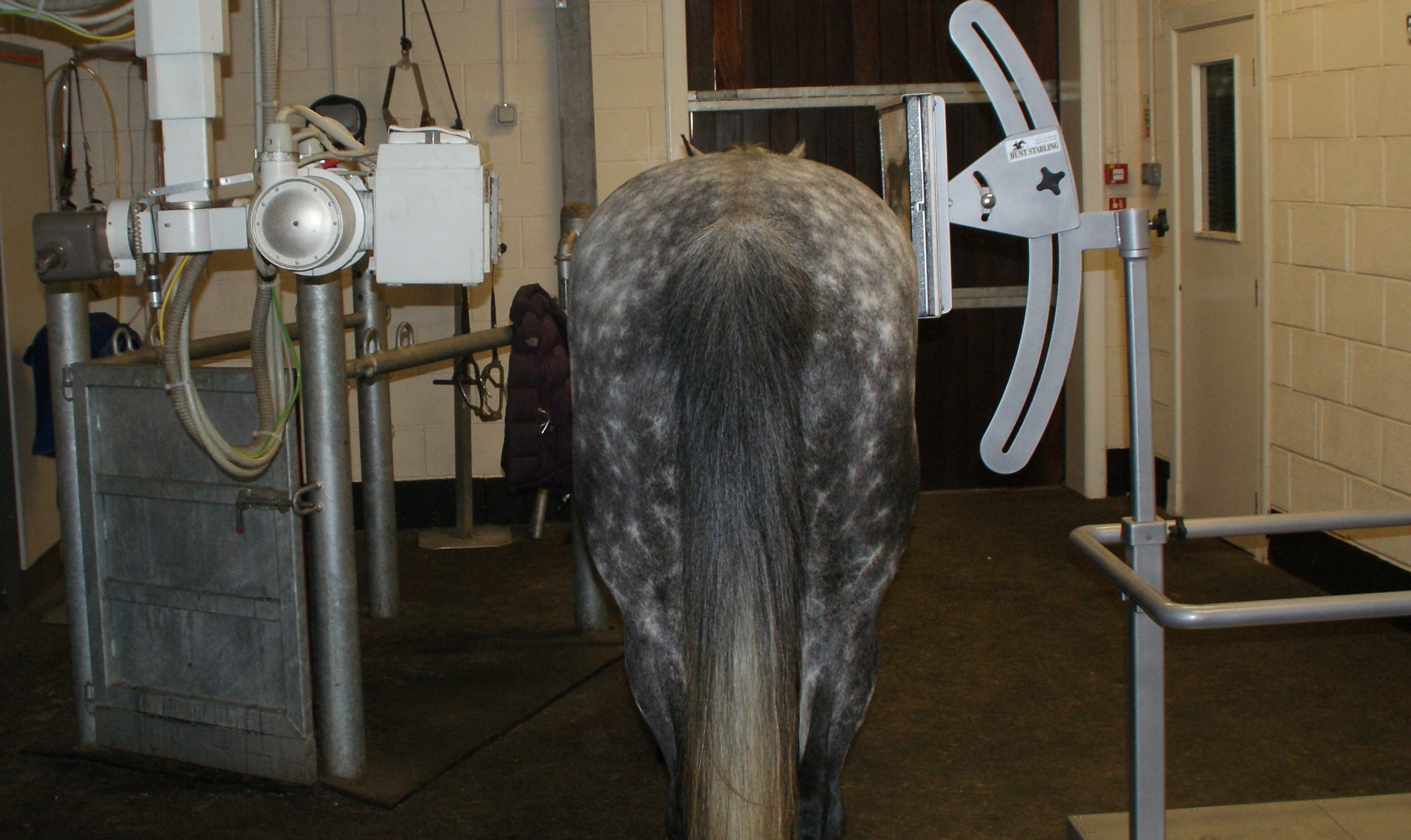 a horses back being safely xrayed with a xray plate holder 