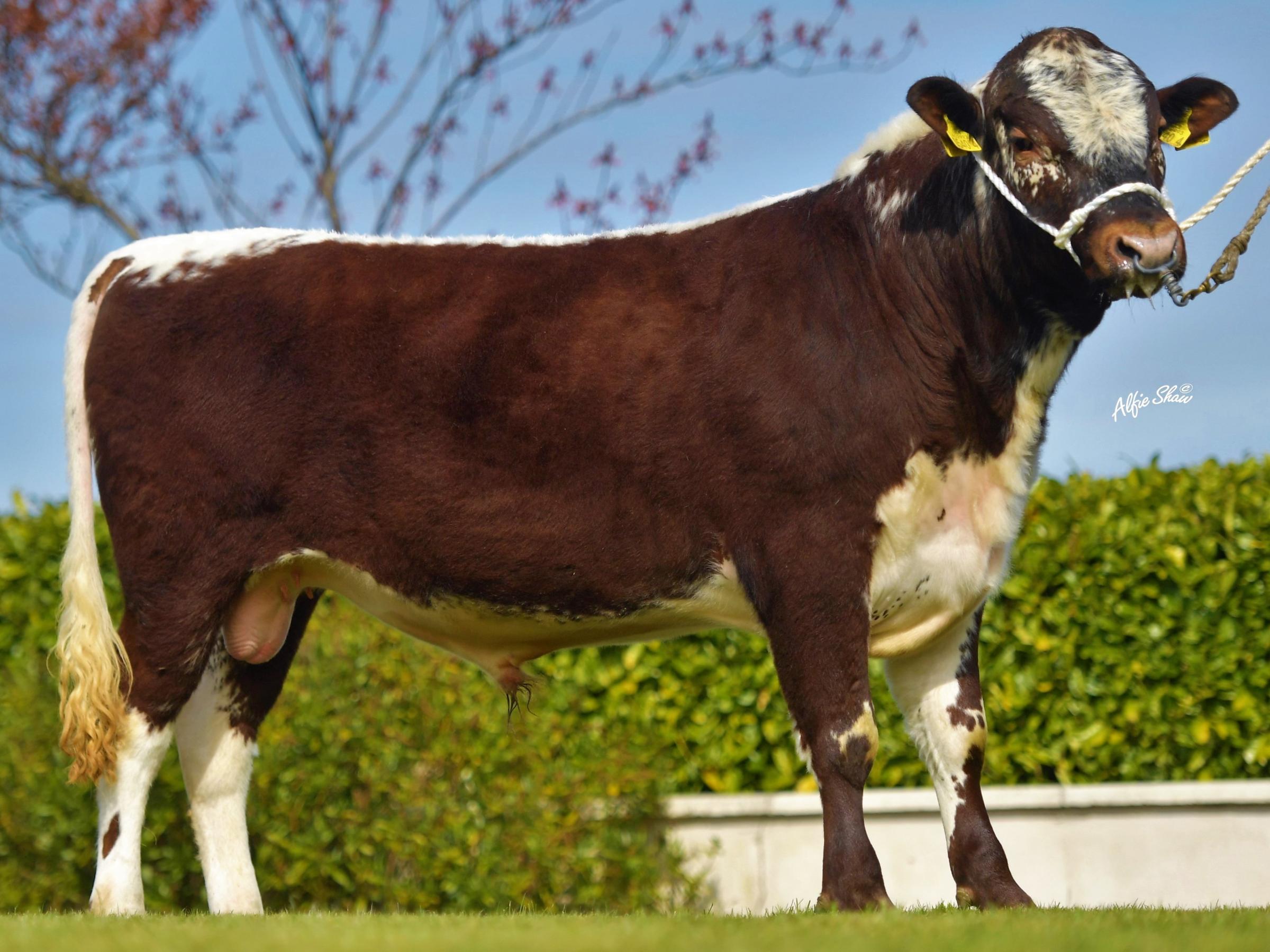 Top priced bull at £2600, Curraghnakeely Gypsy King, from N and M Moilies