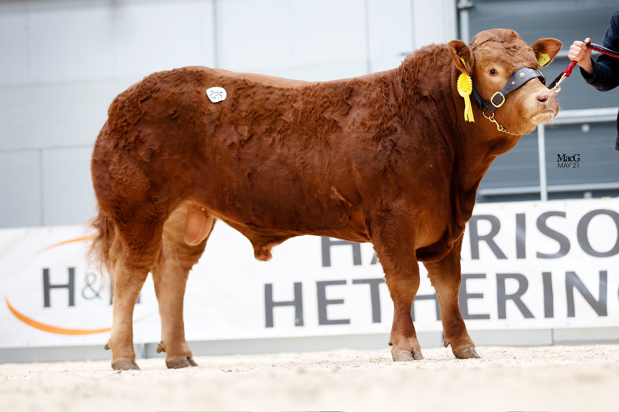 Tillside Predator made 40,000gns for young Tom Summers