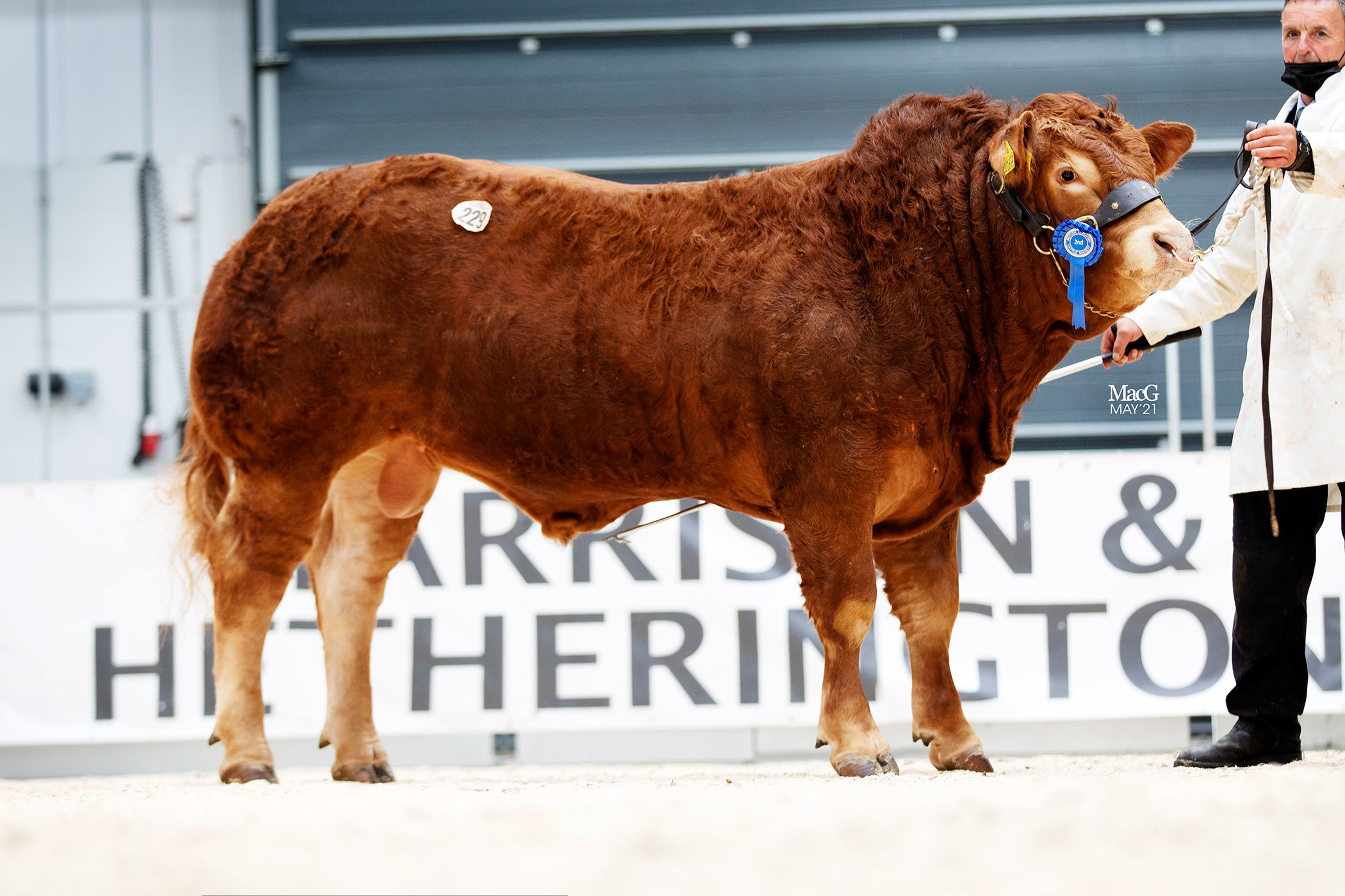 Another from Messrs Jenkinson, Whinfellpark Poldark made 18,000gns