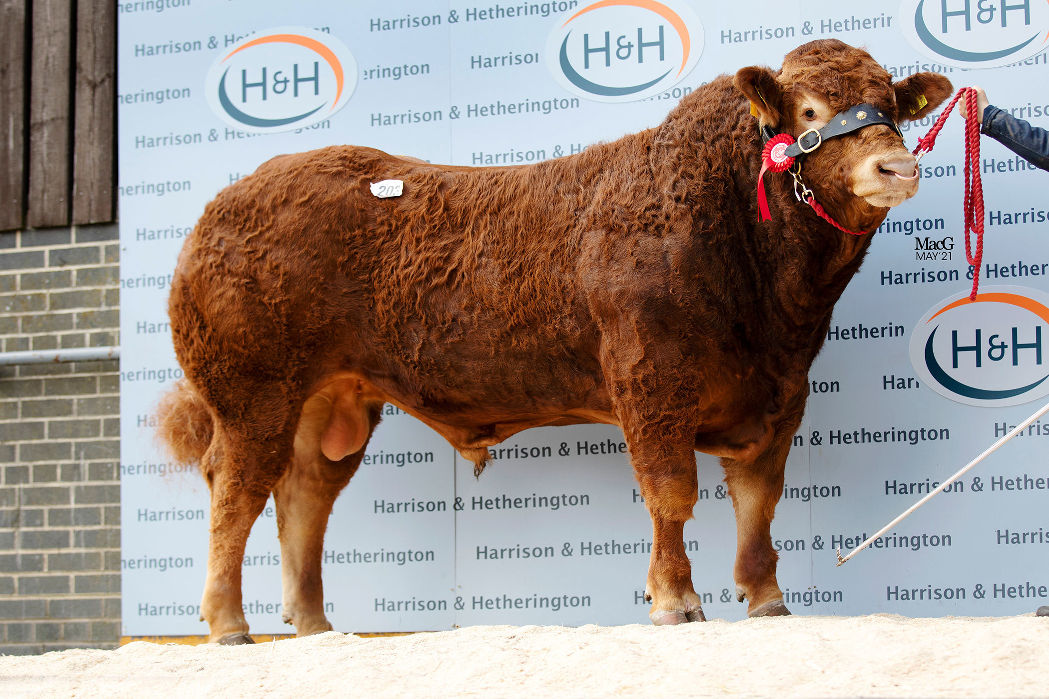 Top for Ian and Andrew Nimmo was 14,000gns for Maraiscote Pomagne