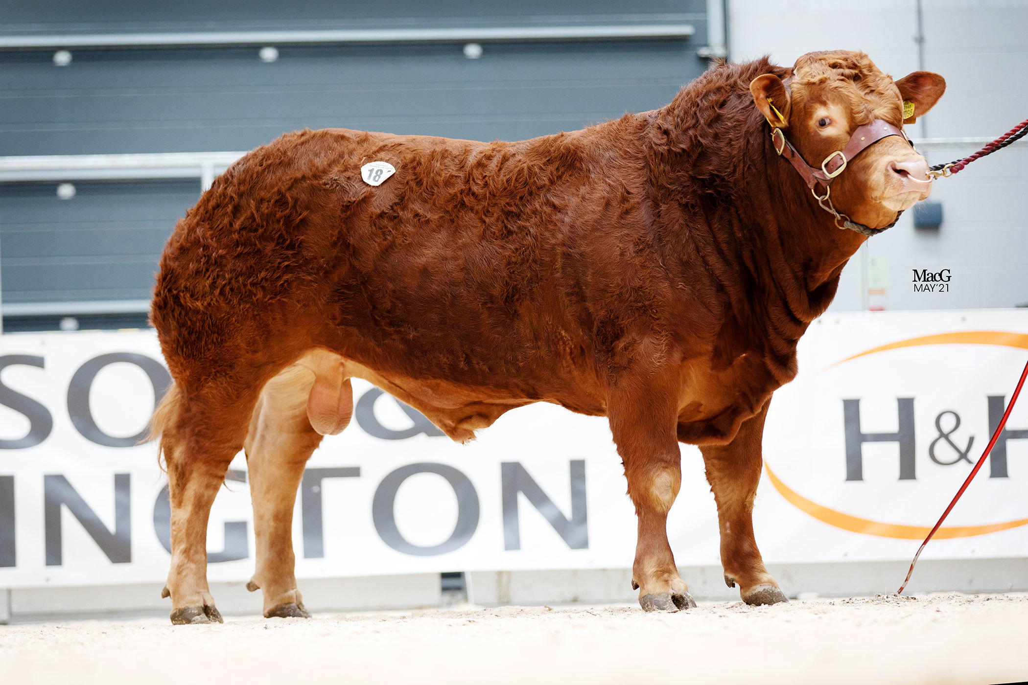 A personal best was achieved by the Wilsons selling Reddings Paradox for 12,500gns