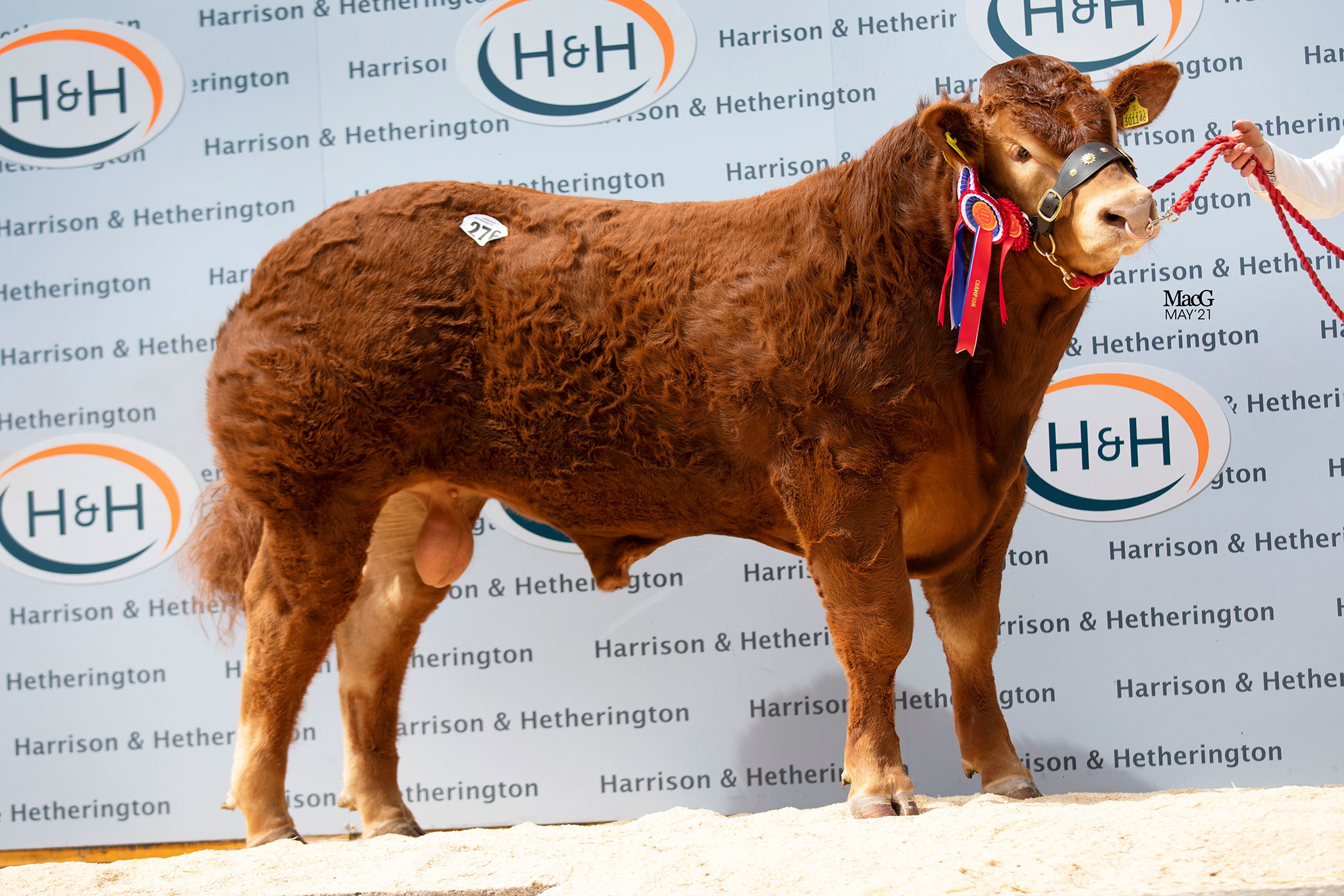 Junior and overall champion Grahams Rooney from Robert and Jean Graham sold for 28,000gns