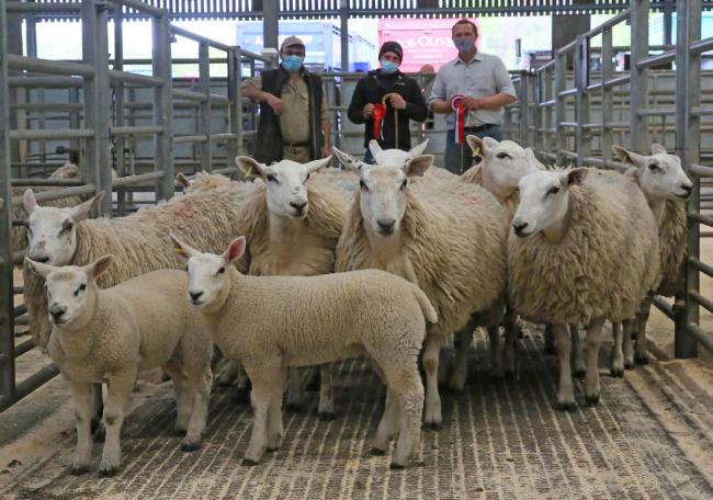 Champion winning pen at Hexham and Northern Marts' show and sale at Hexham, from D Carr and Son, Highwood. The pen of Texel cross hoggs with single-born Beltex cross lambs at foot, sold for £260 per outfit.Judge Mike Bell, Cheshire, found his