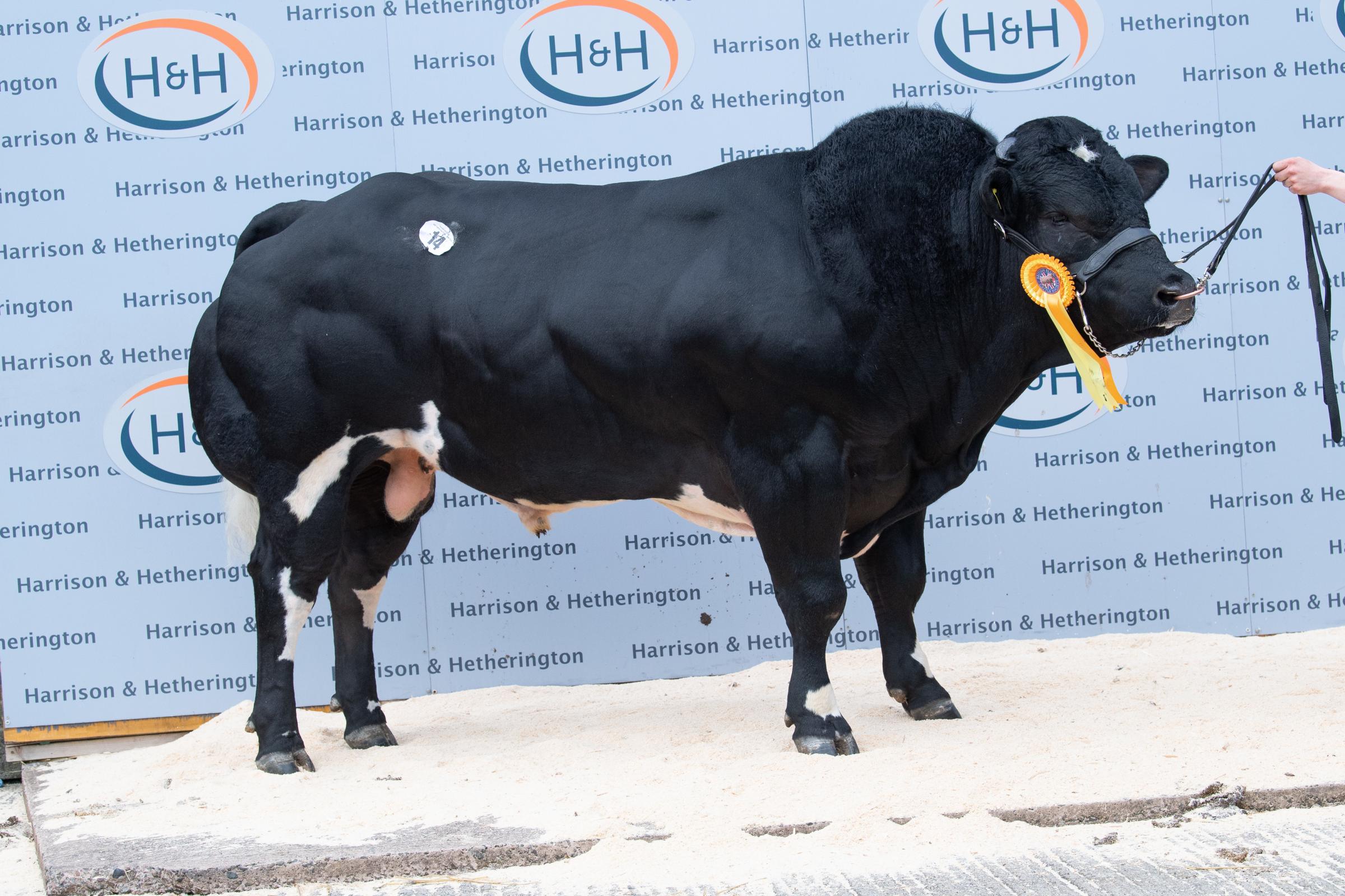 Gass Orbit from the Kay family sold for 18,000gns Ref:RH150521099 Rob Haining / The Scottish Farmer...