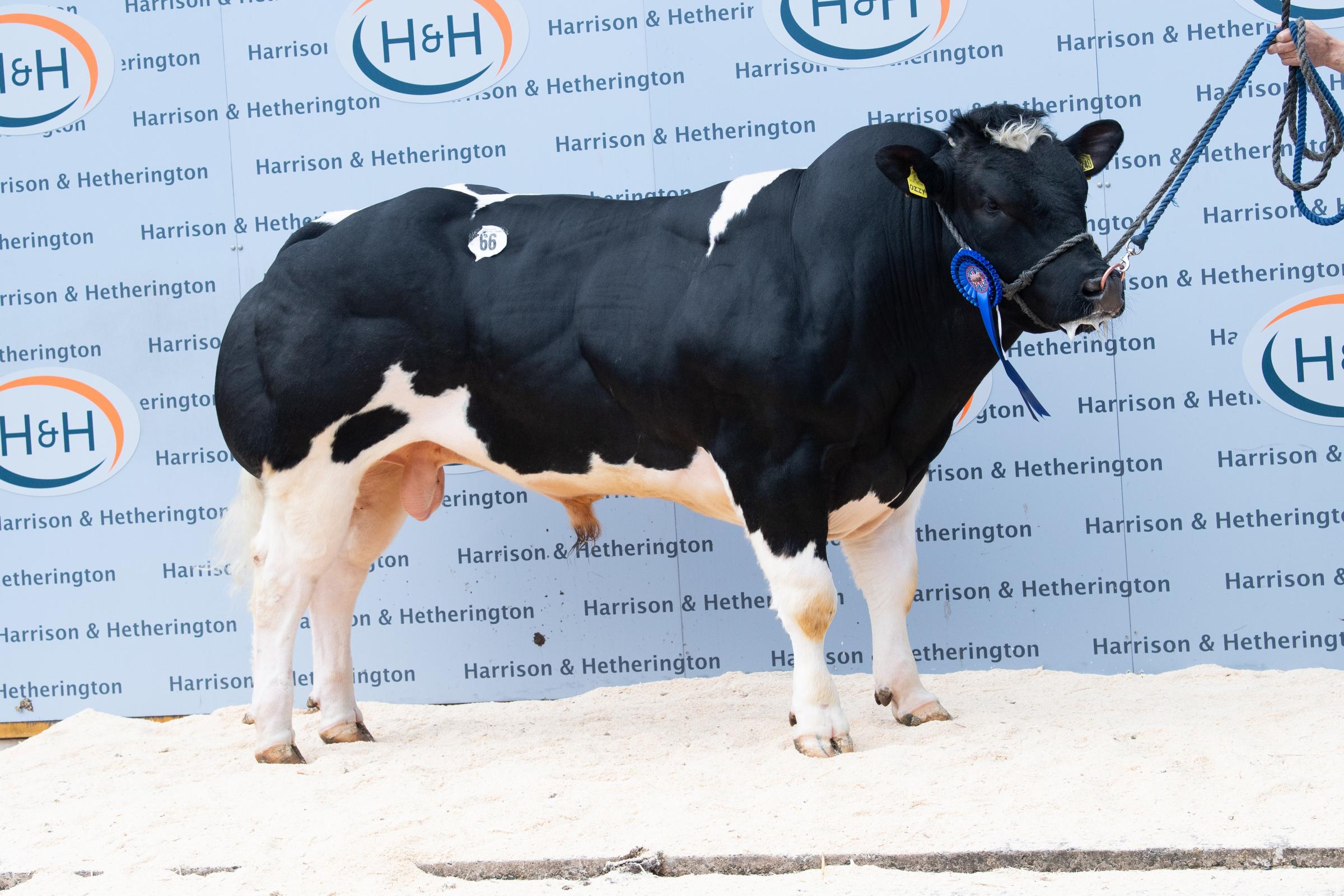Homilton Ozzy from Roly Carr sold for 18,000gns Ref:RH150521105 Rob Haining / The Scottish Farmer...