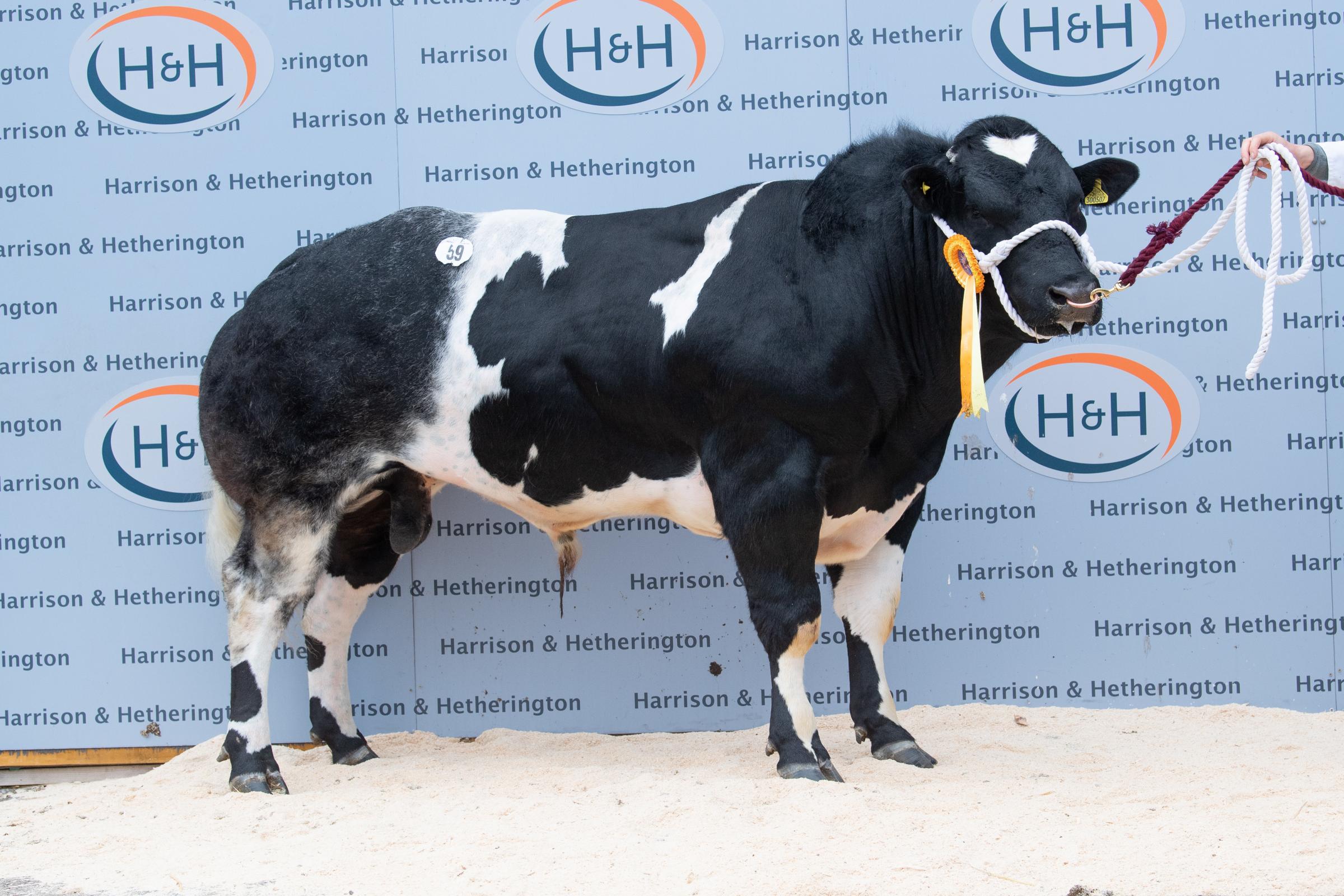 Blue Stone Obama from TD Rees sold for 11,500gns Ref:RH150521106 Rob Haining / The Scottish Farmer...