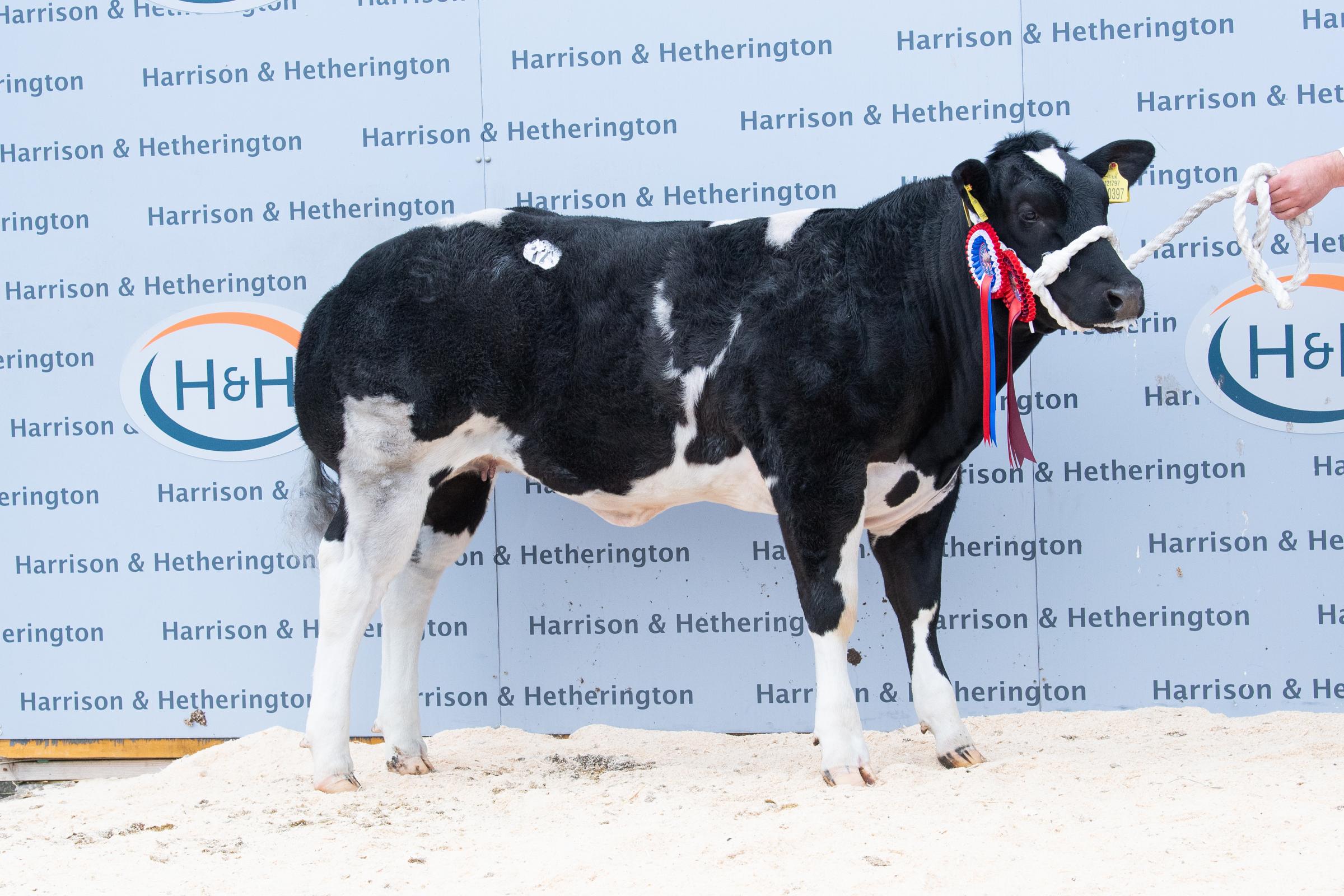 Clifftown Peaches from DS Townend sold for 12,000gns Ref:RH150521120 Rob Haining / The Scottish Farmer...