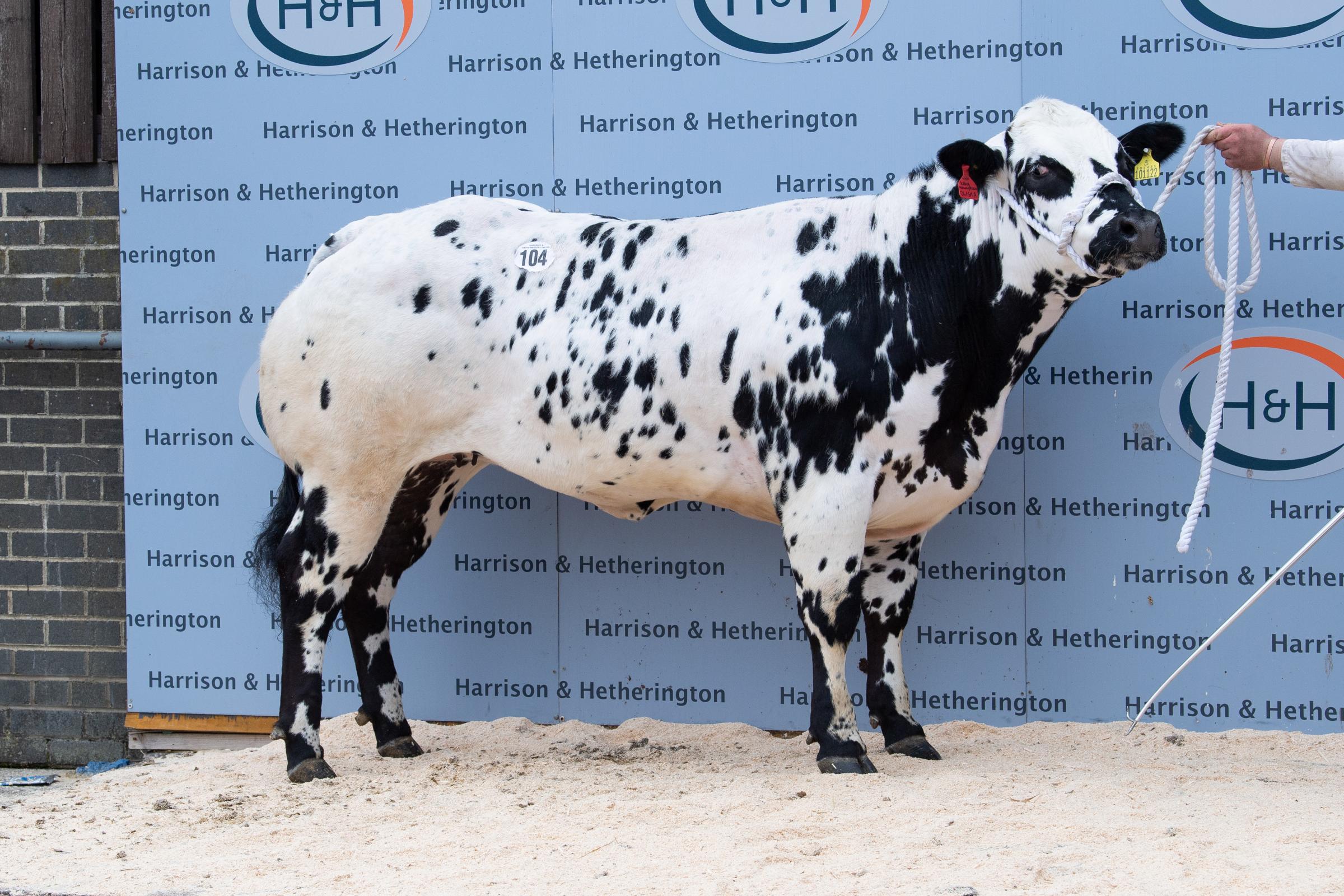 Kevin Watret sold Solway View Olisha for 11,000gns Ref:RH150521122 Rob Haining / The Scottish Farmer...
