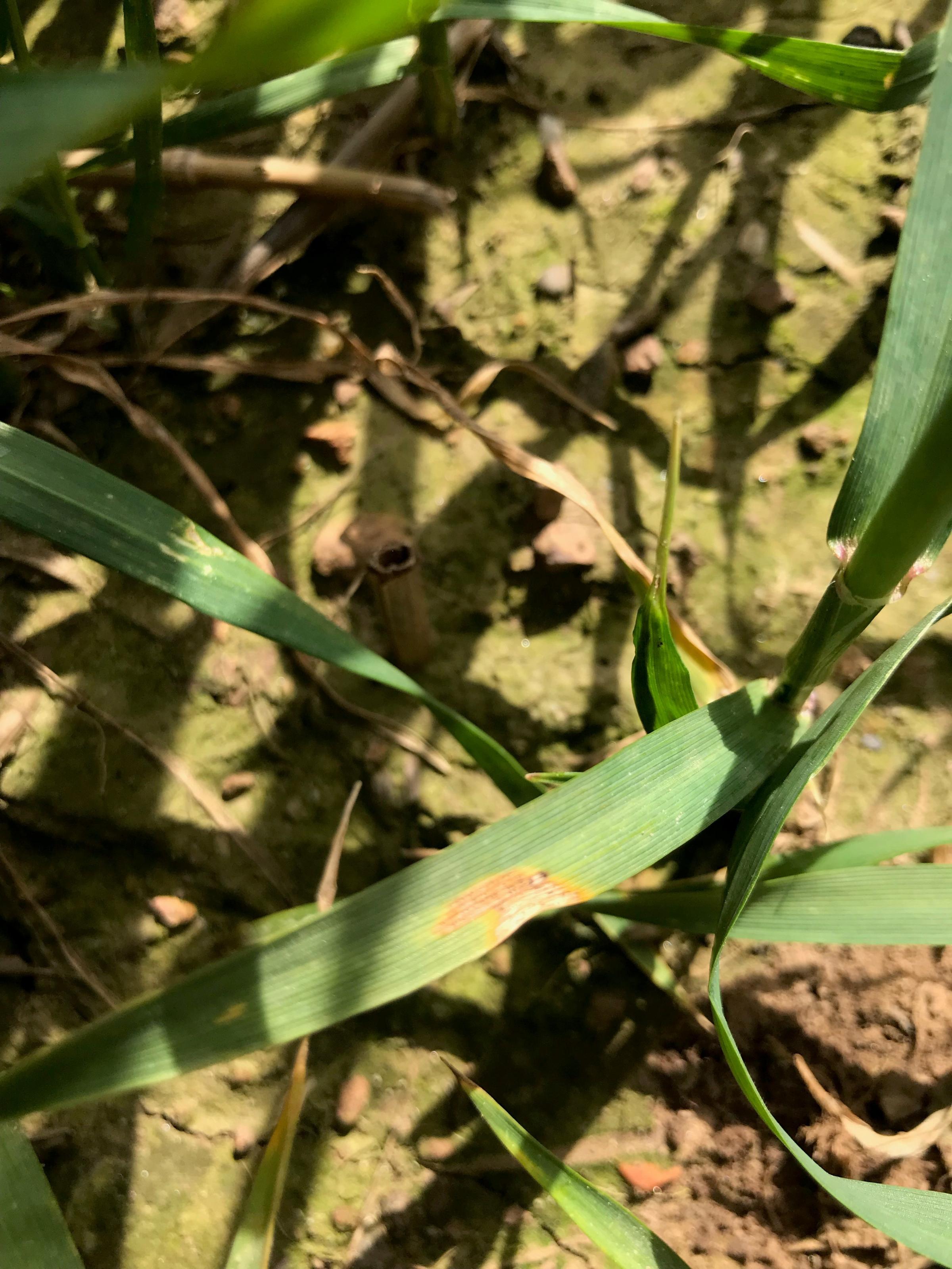 Septoria is now beginning to show up on the lower leaves of Skyscraper in the Lothians