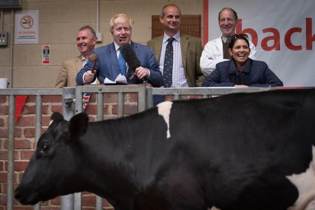 Boris Johnson auctions a cow during a visit to a cattle auction in Clitheroe in Lancashire, during his campaign to get farmers to support Brexit (Pic: Stefan Rousseau/PA Wire)
