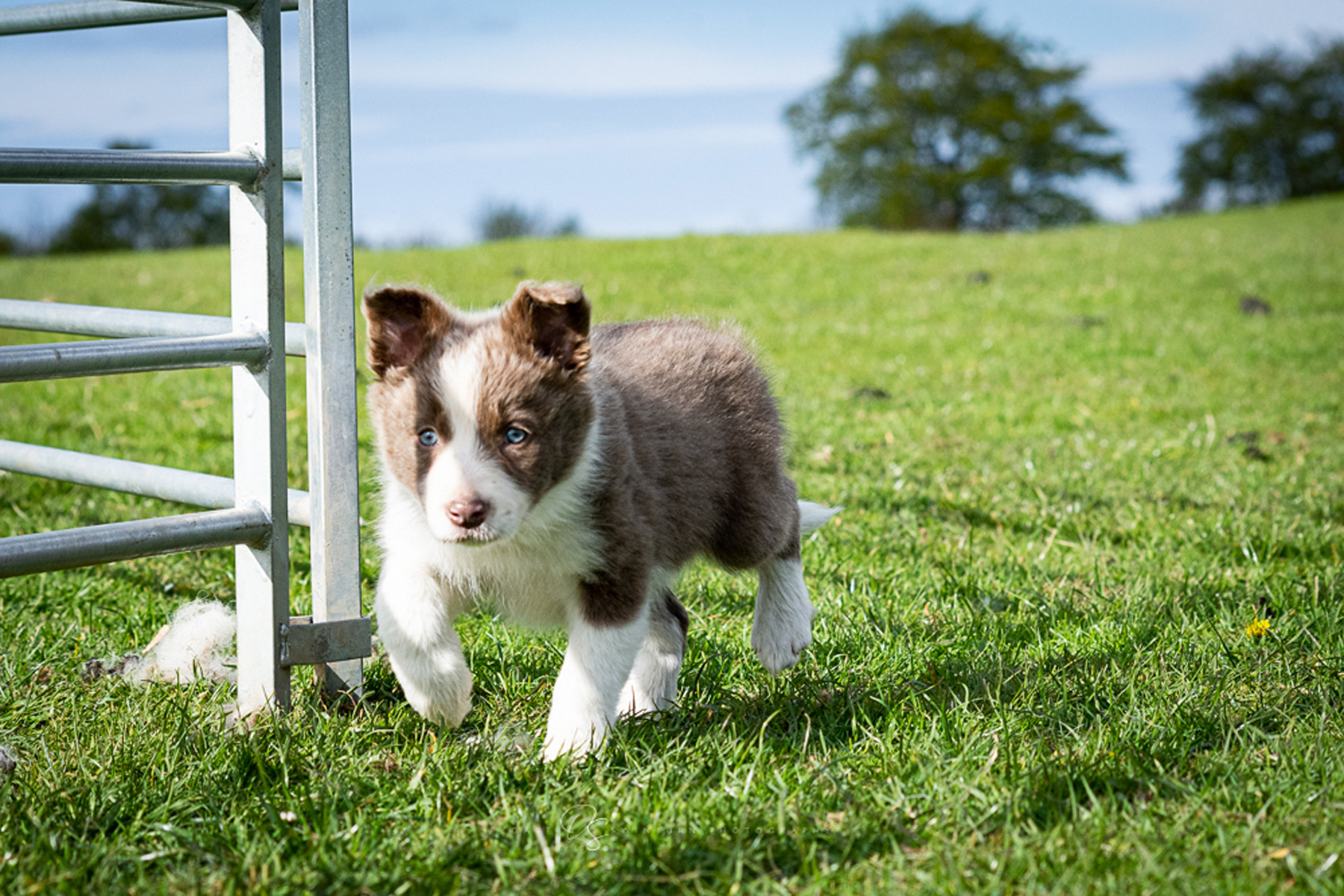 Glynne Jones’ nine-week-old Pentir Lassie set a new world record price of £7600 for an unbroken pup