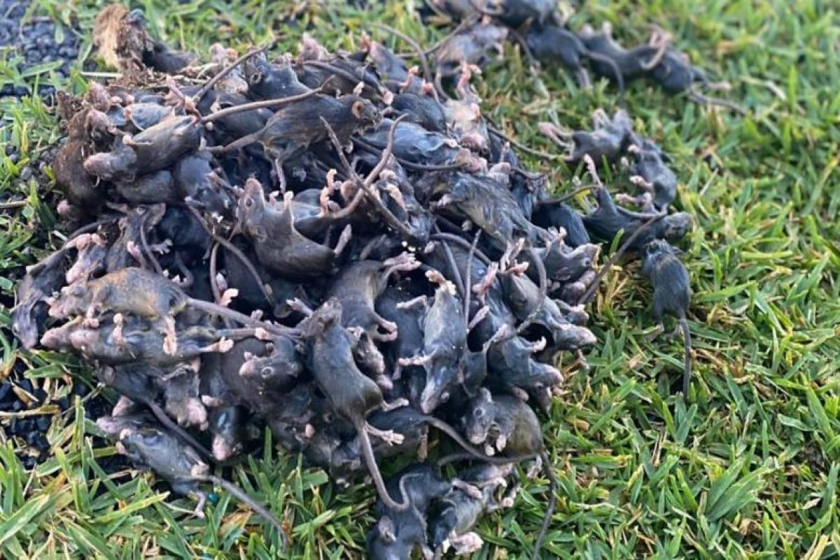 NSW government has sought ‘urgent approval’ from the Australian Pesticides and Veterinary Medicines Authority for farmers to use an currently illegal poison called bromadiolone to control mice on their properties (Photo: BBC News)