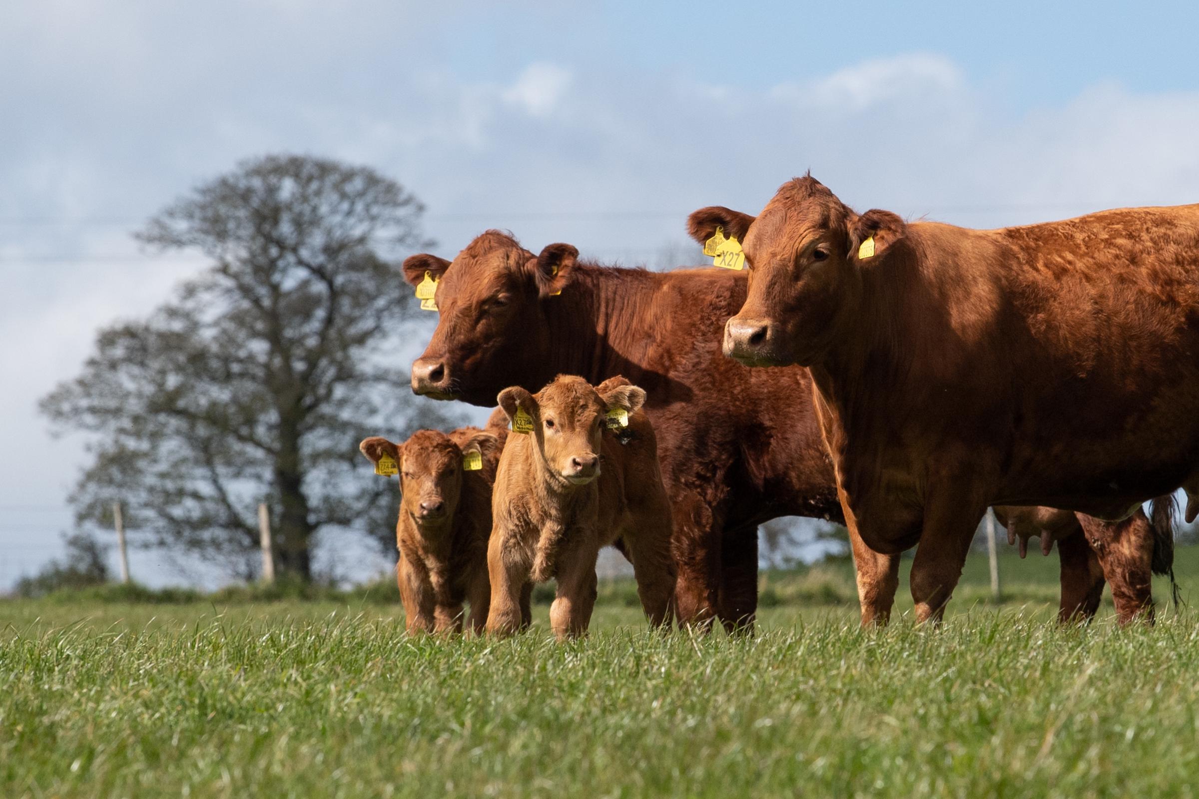 Stabiliser cattle allows Lucy to maintain a closed herd while still retaining some hybrid vigour, producing low maintenance cows that are easy to handle and make maximum use of forage Ref:RH110521047 Rob Haining / The Scottish Farmer...