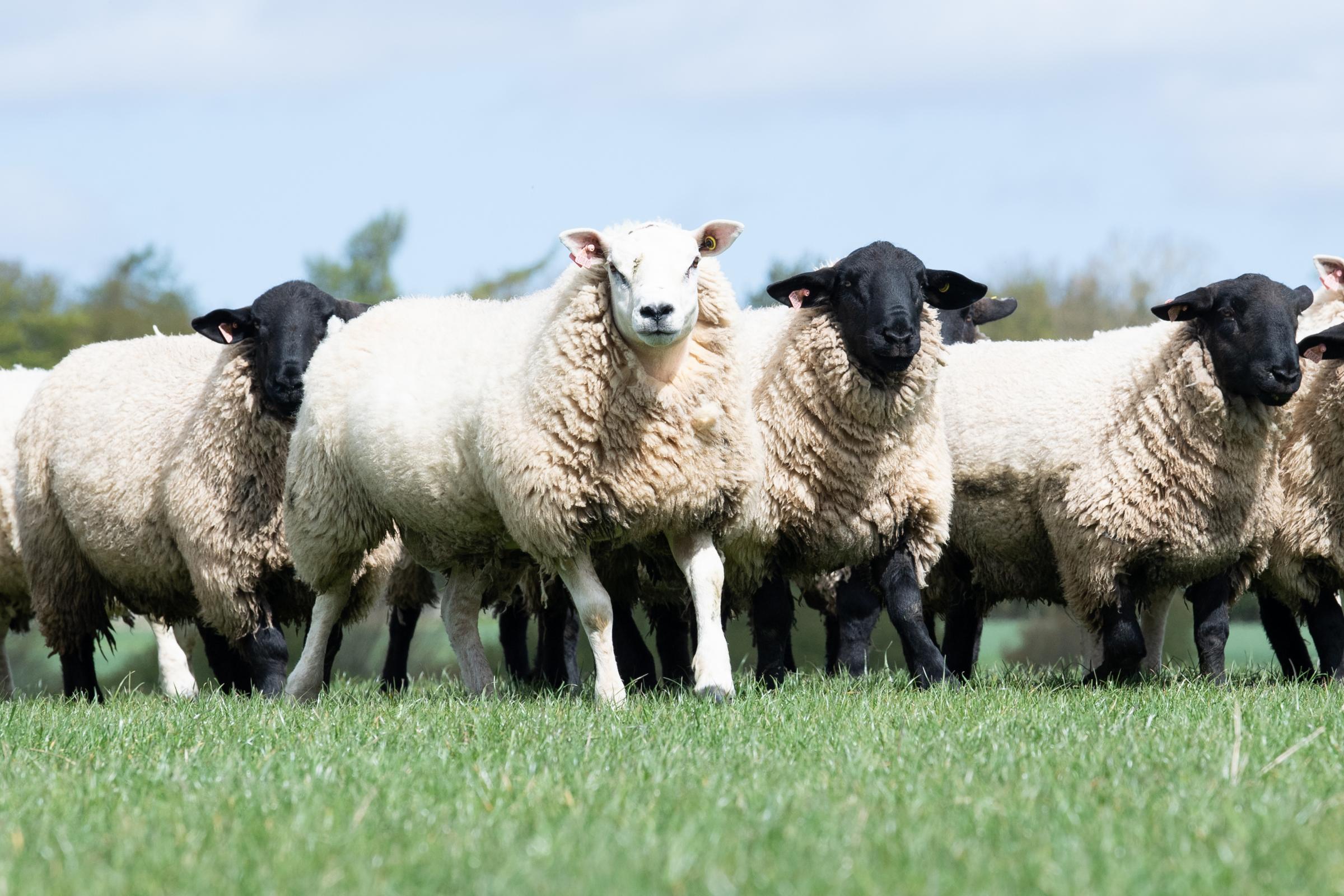 Texel and Suffolk tup hoggs which will be used as stock tups on the commercial flock Ref:RH110521050 Rob Haining / The Scottish Farmer...