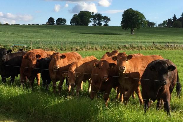 Prime beef values have slipped 20p per dw kg over the past four weeks