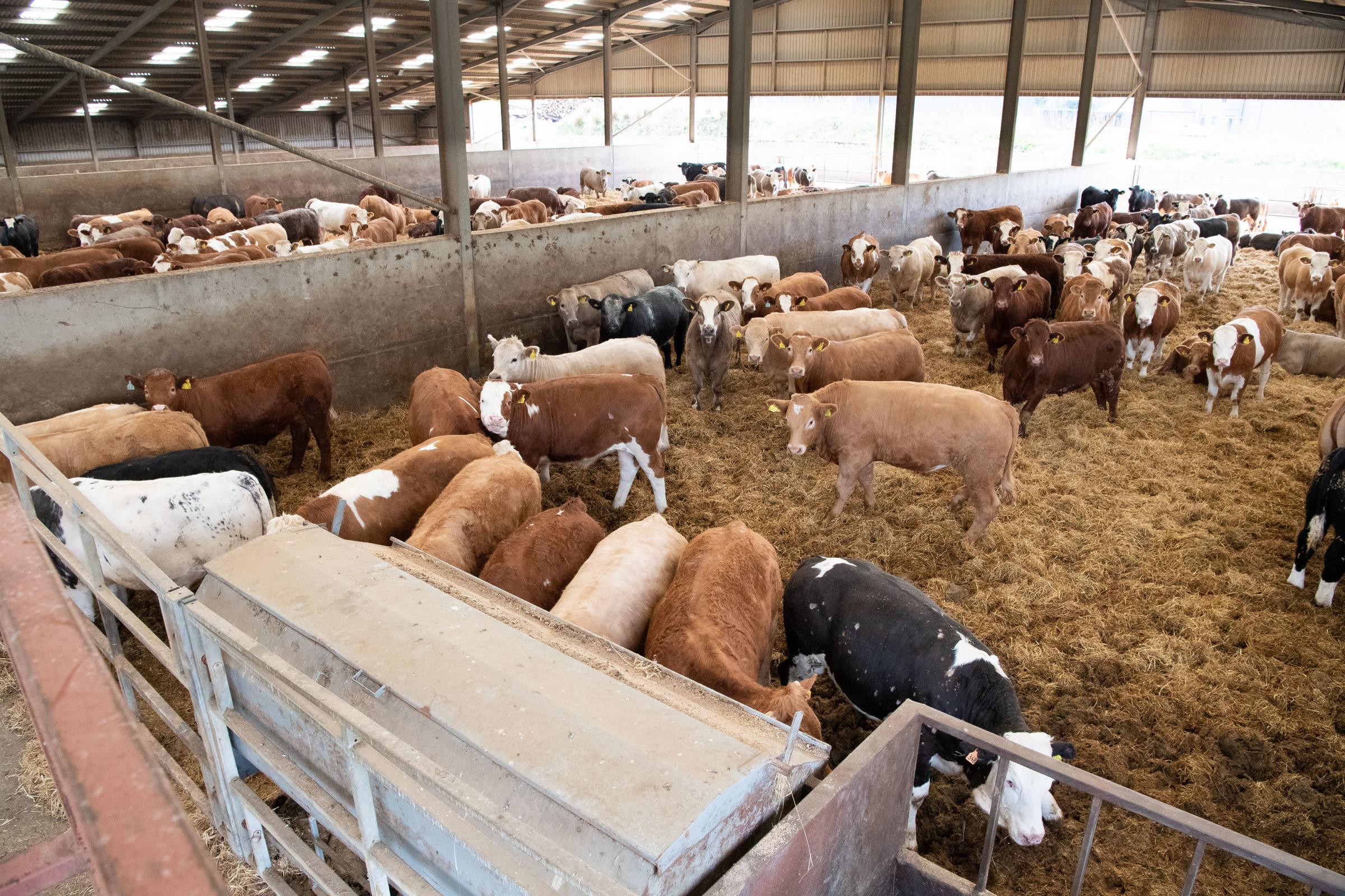 majority of purchased cattle are continental cross steers, with the majority bought equally from Kirkwall and Thainstone marts Ref:RH170521138 Rob Haining / The Scottish Farmer...